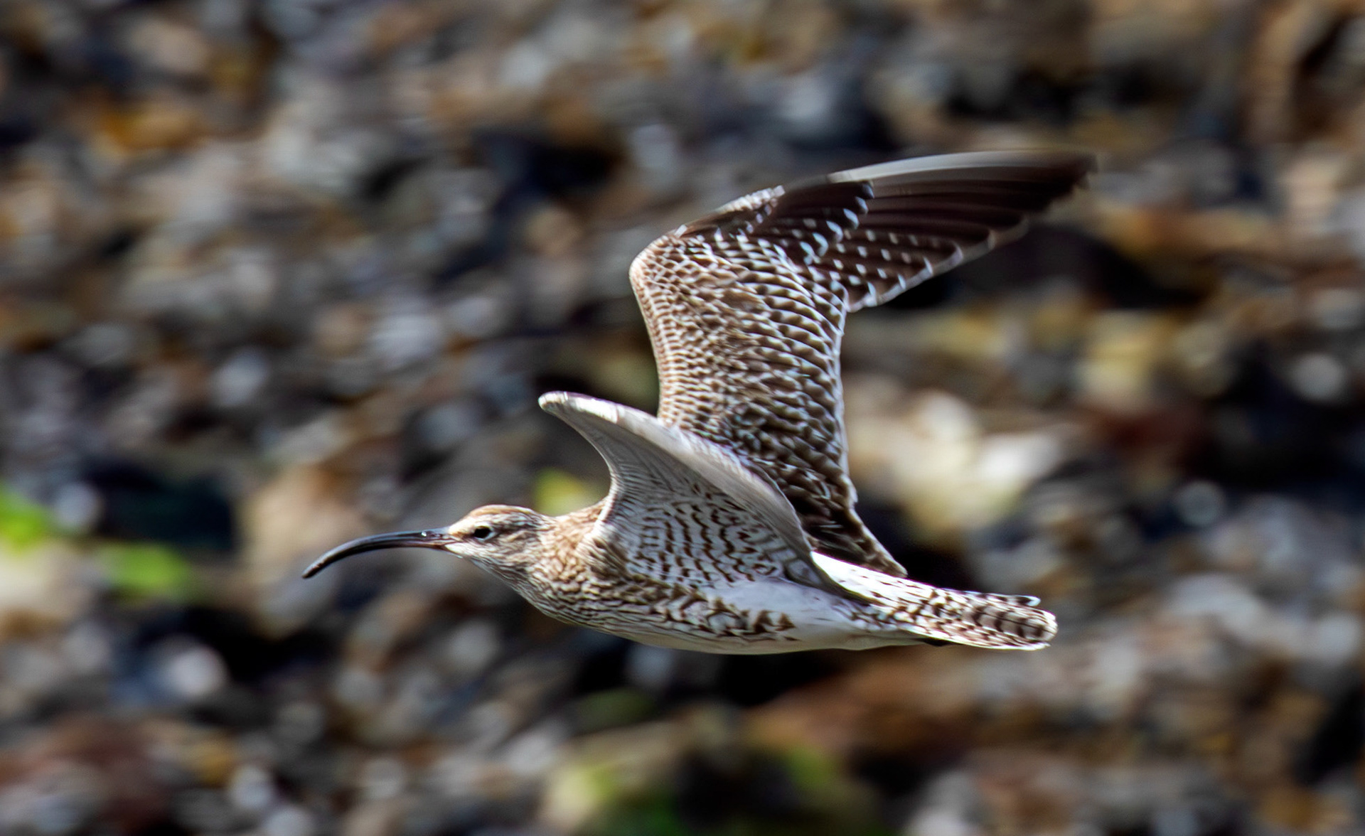 Whimbrel at Brough 03 May 2026
