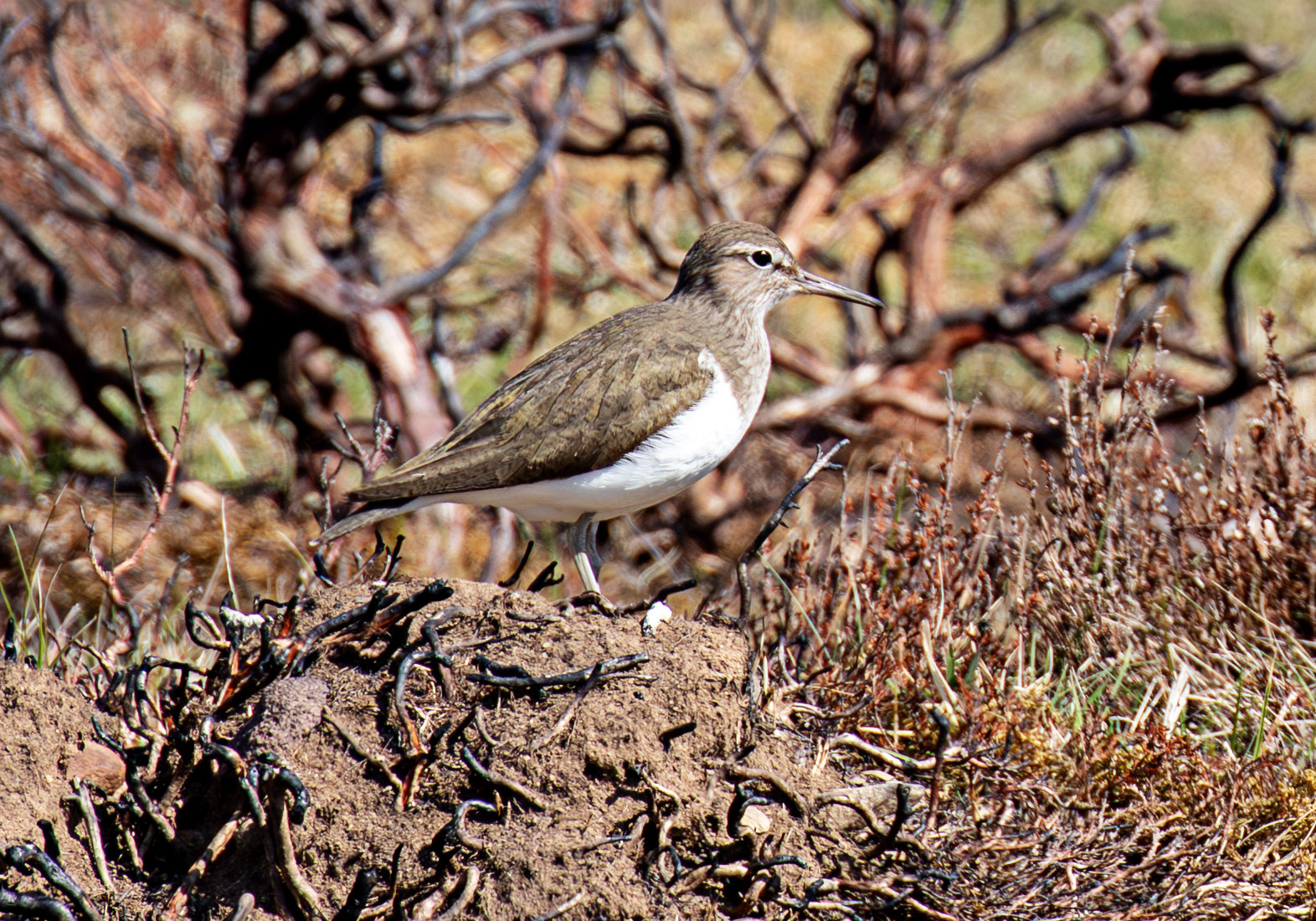 Common Sandpiper: Lammermuir Hills at Faseny Bridge.