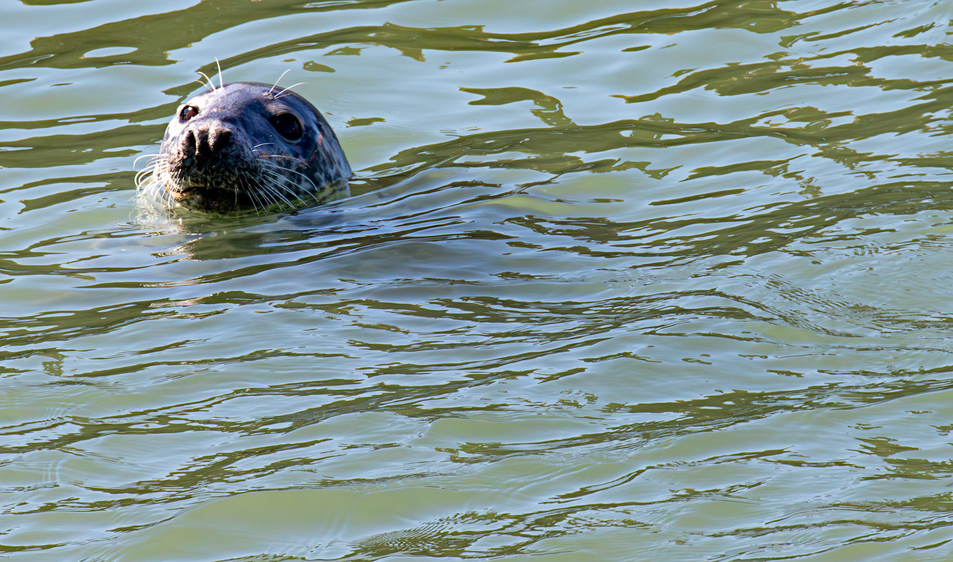 Grey Seal in Dunbar Harbour 17 May 2025