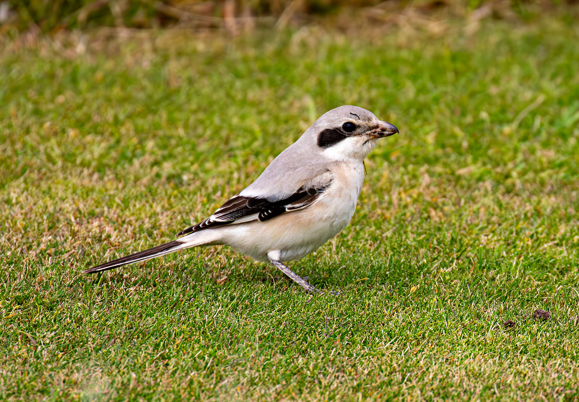 Steppe Grey Shrike in Dunbar 14 Sept 2024
