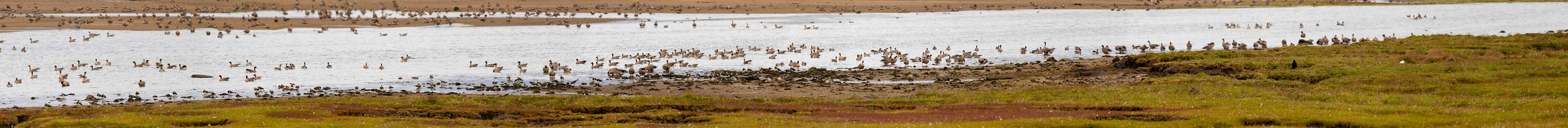 Aberlady Bay 14 Sept 2024