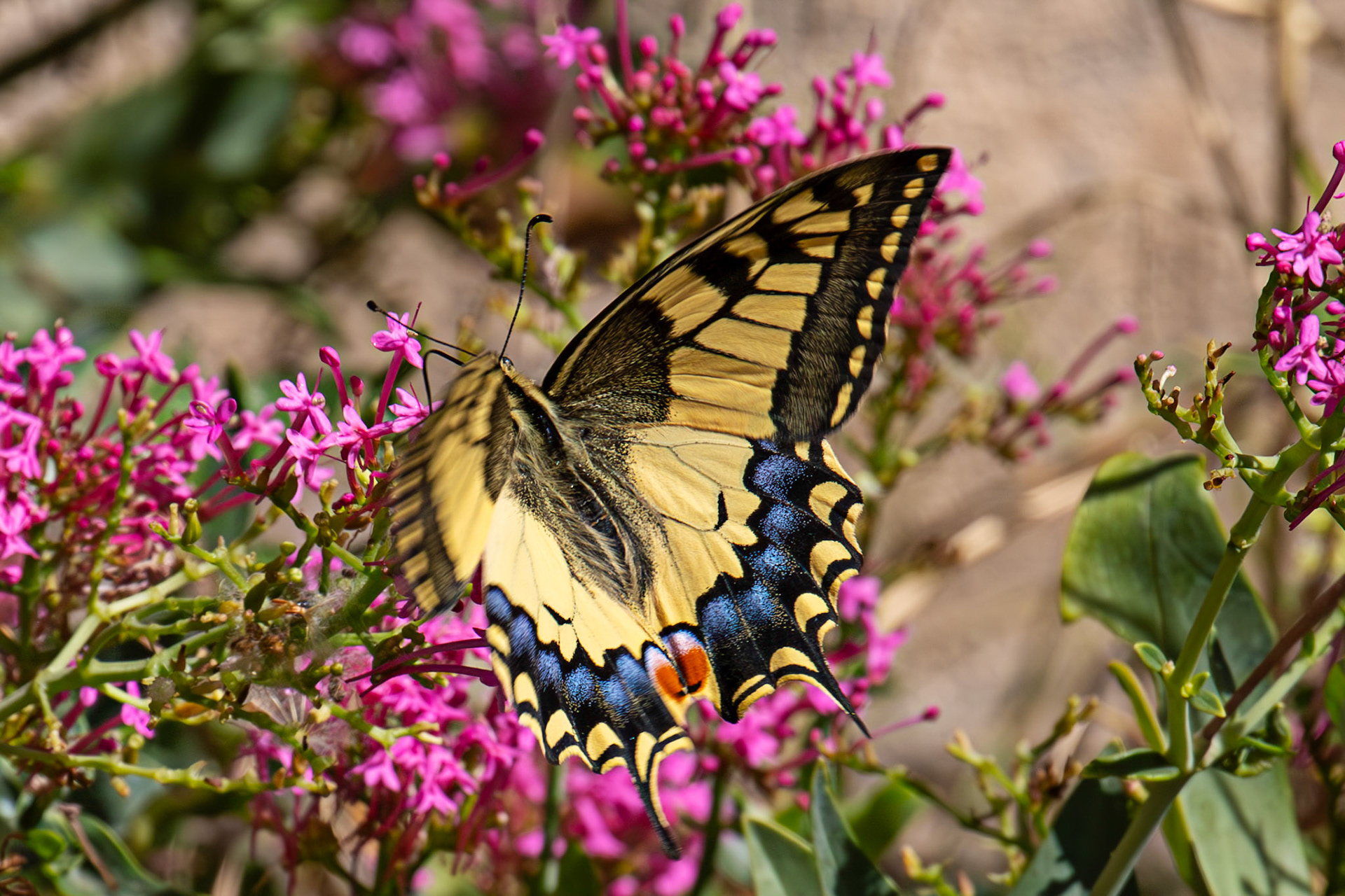 Swallowtail Butterfly - Riomaggiore 06 Sept 2025