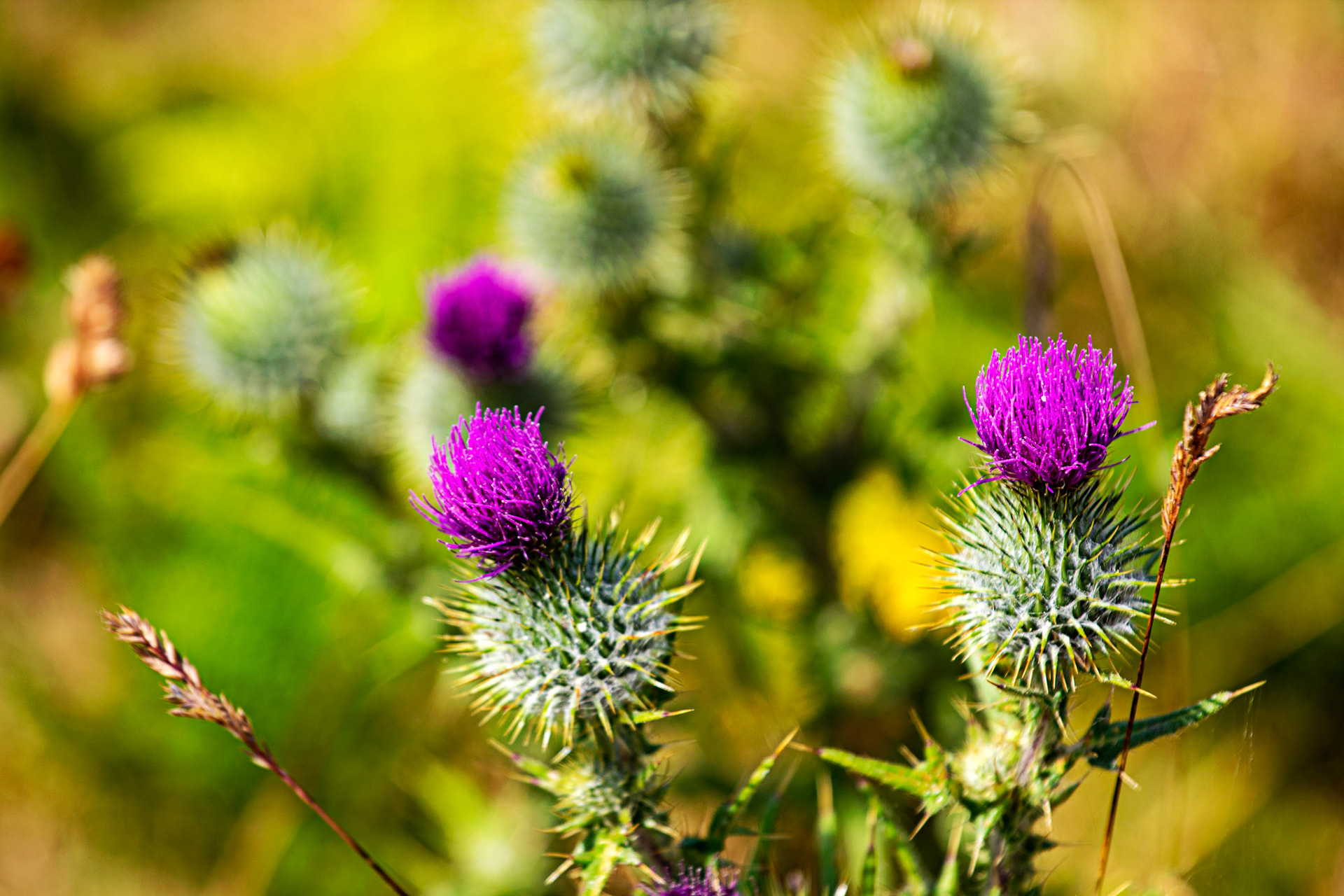 Ventnor Downs 13 July 2022