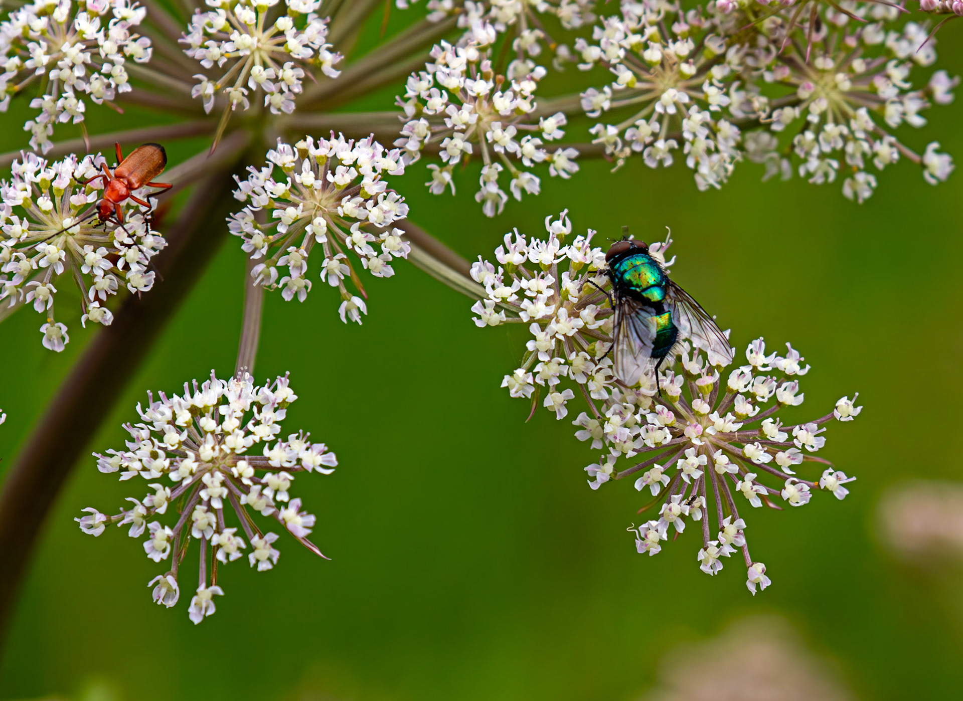 Harperrig 09 July 2025