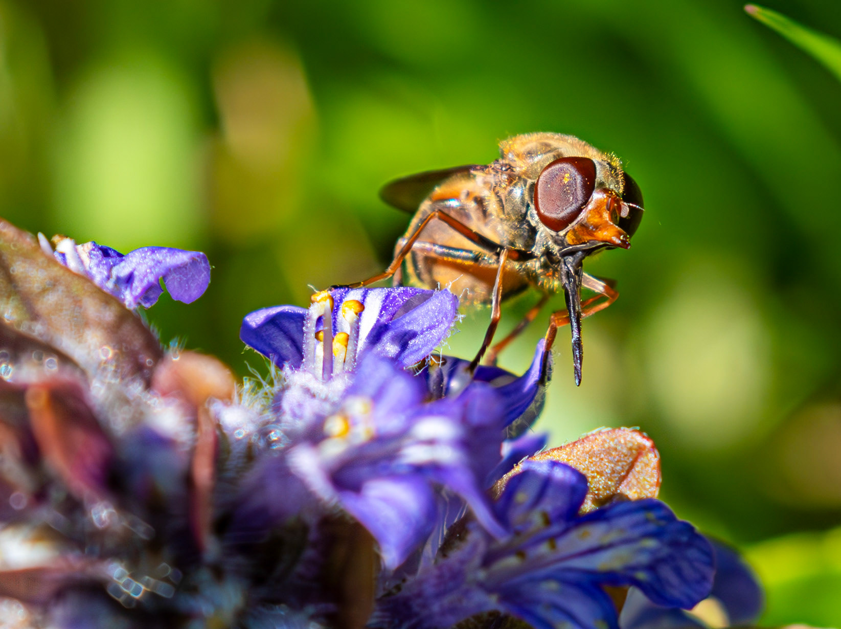 Long-nosed hoverfly (Rhingia campestris) - Wild-life Pond at Polkemmet Country Park 13 May 2025