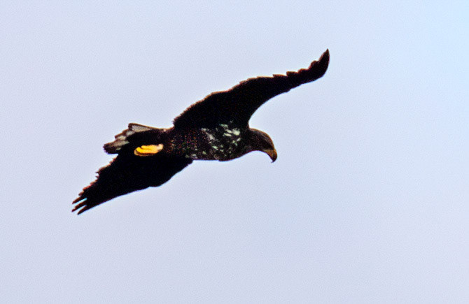 White Tailed Sea Eagle at Satran, Skye 14 November 2025