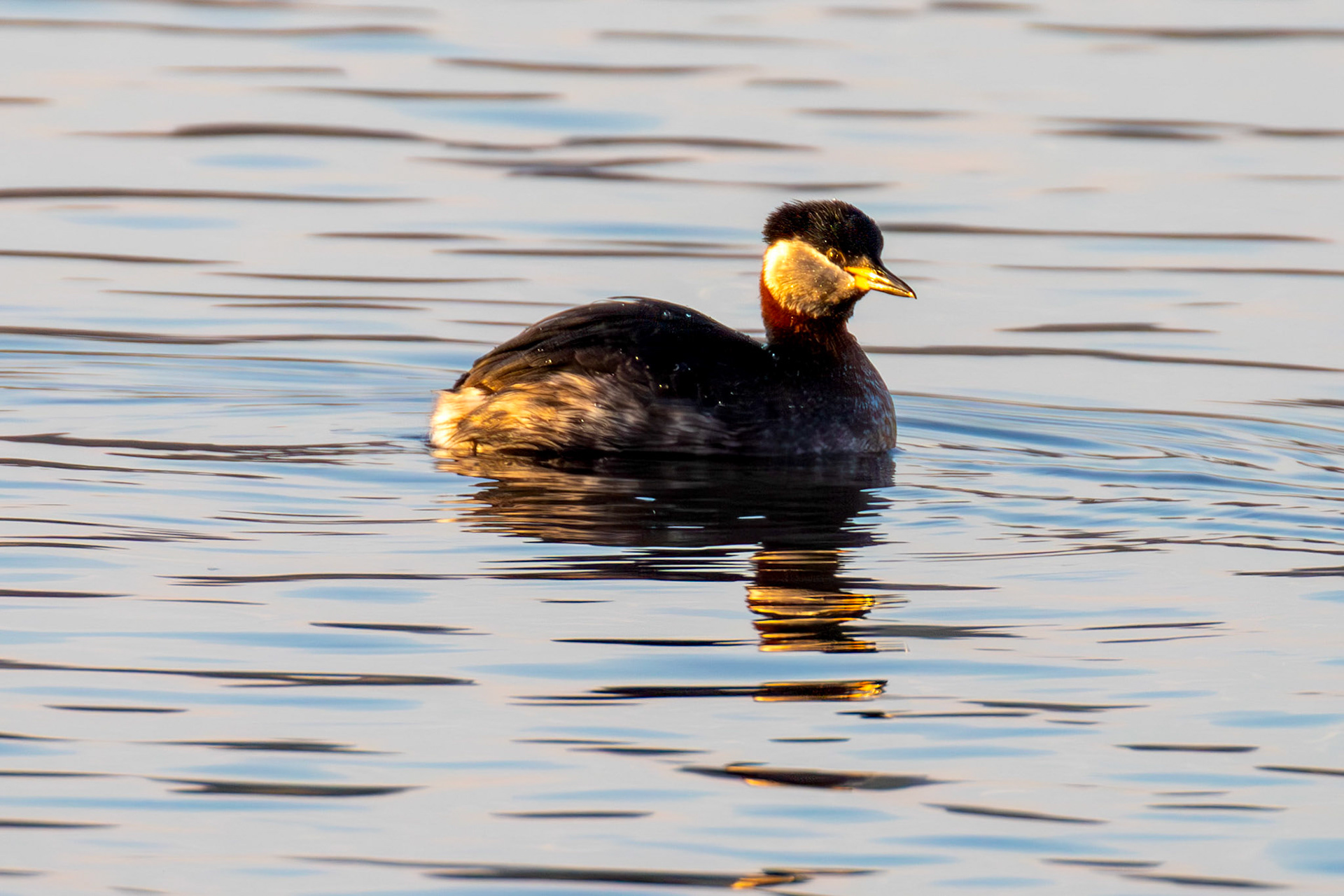 Red Necked Grebe at Hogganfield Loch 19 March 2025