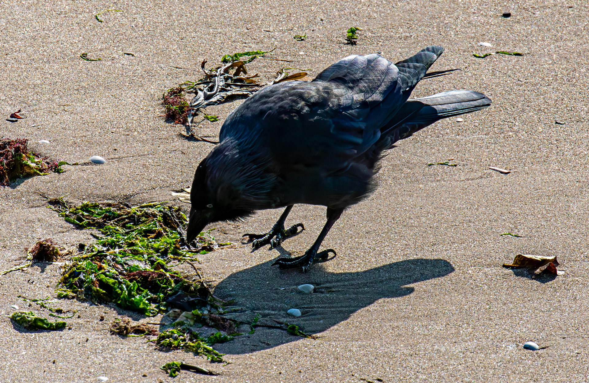 Jackdaw - Leven 06 Sept 2024