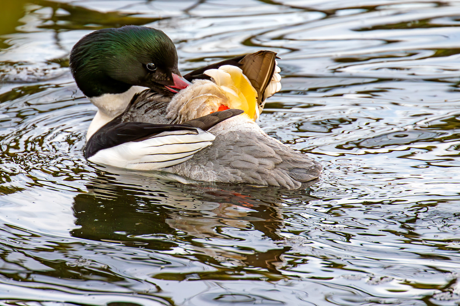 Goosander at Linlithgow Loch 22 March 2025
