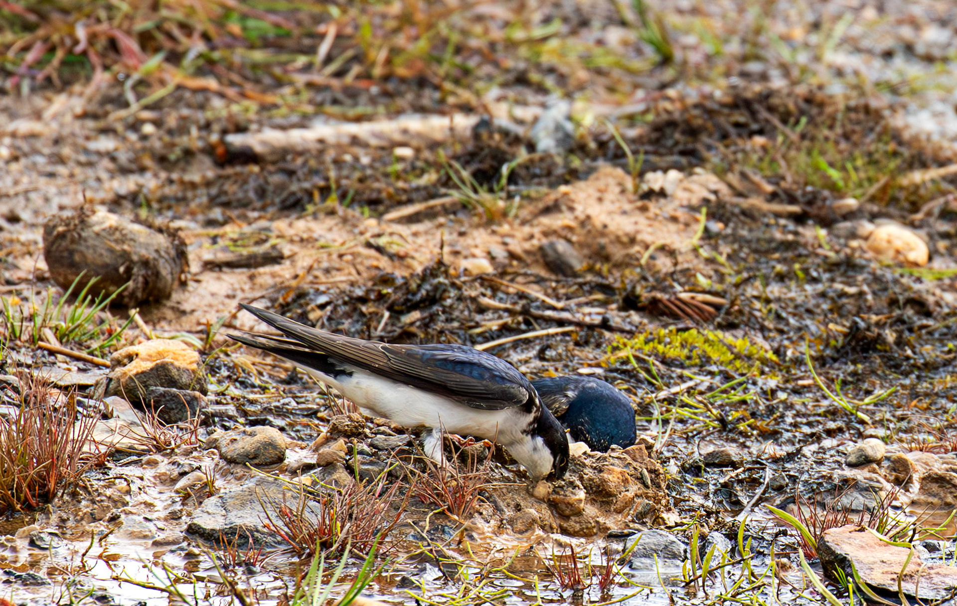 Harperrig 31 May 2025