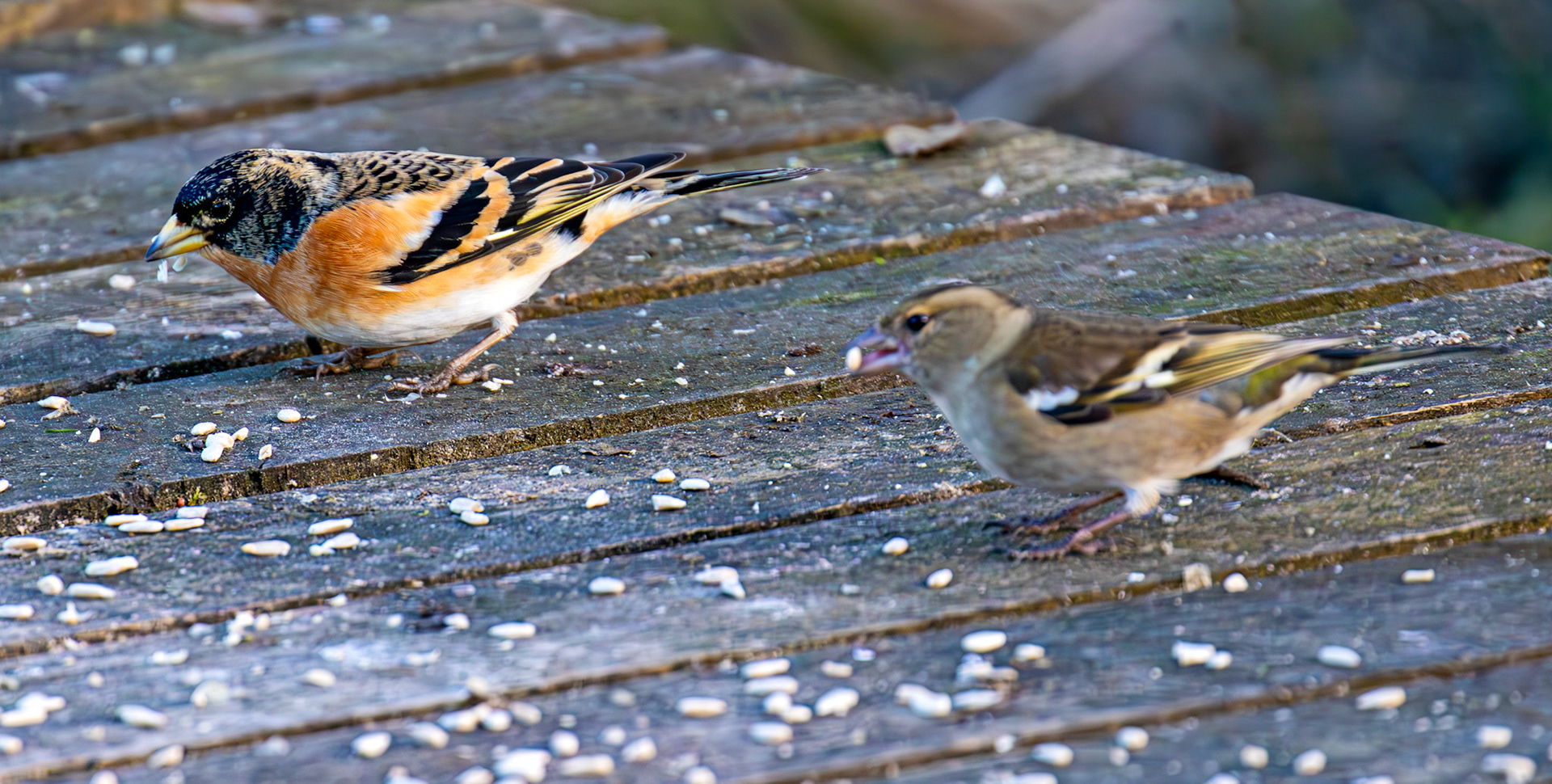 Chaffinch &amp; Brambling at Bavelaw 30 January 2025