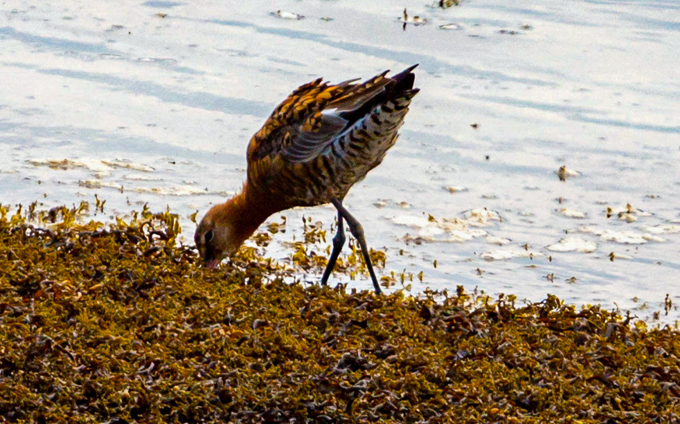 Bar Tailed Godwit - Yarmouth IOW 19  July 2022