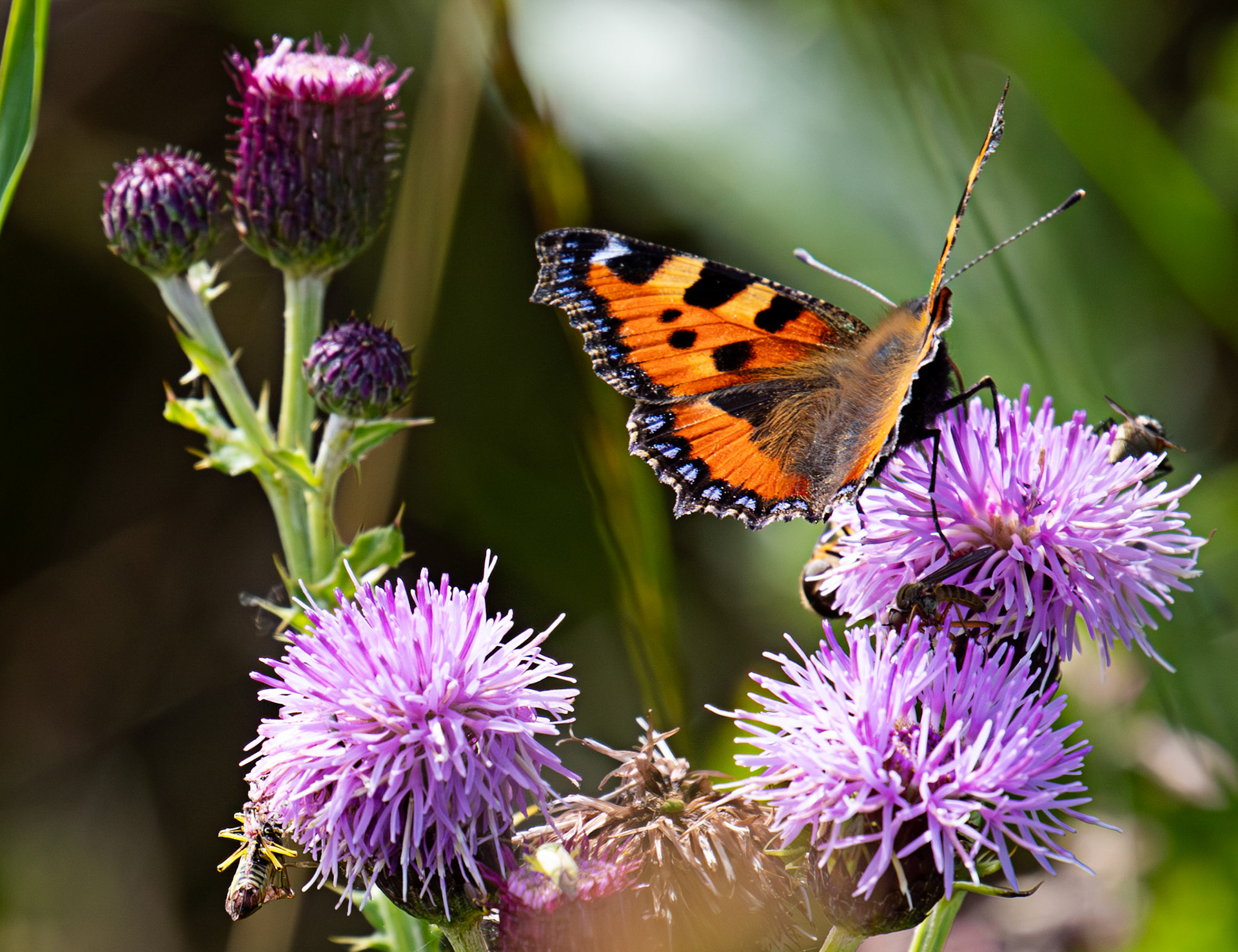 Small Tortoiseshell - Harperrig 08 July 2025