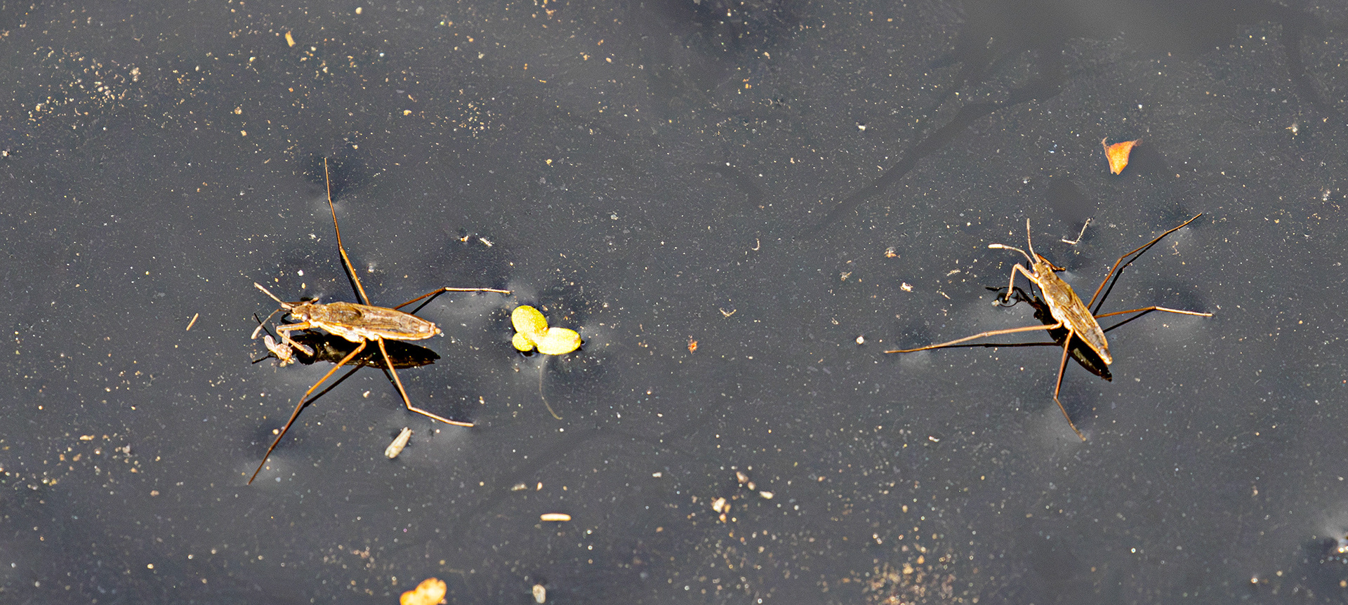 Water Skaters - Bavelaw 22 June 2025