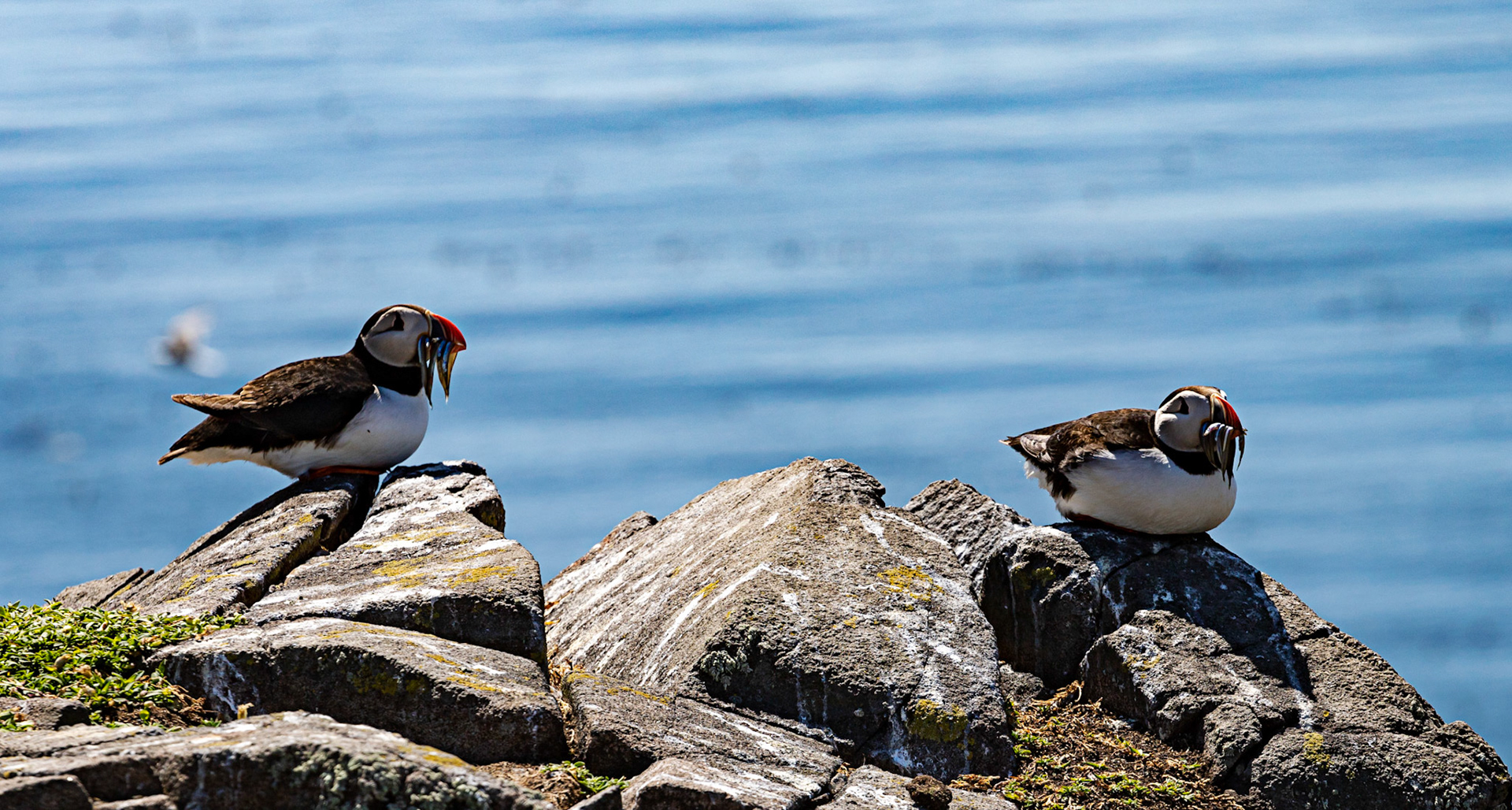 Puffin - Isle of May - 04 June 2022