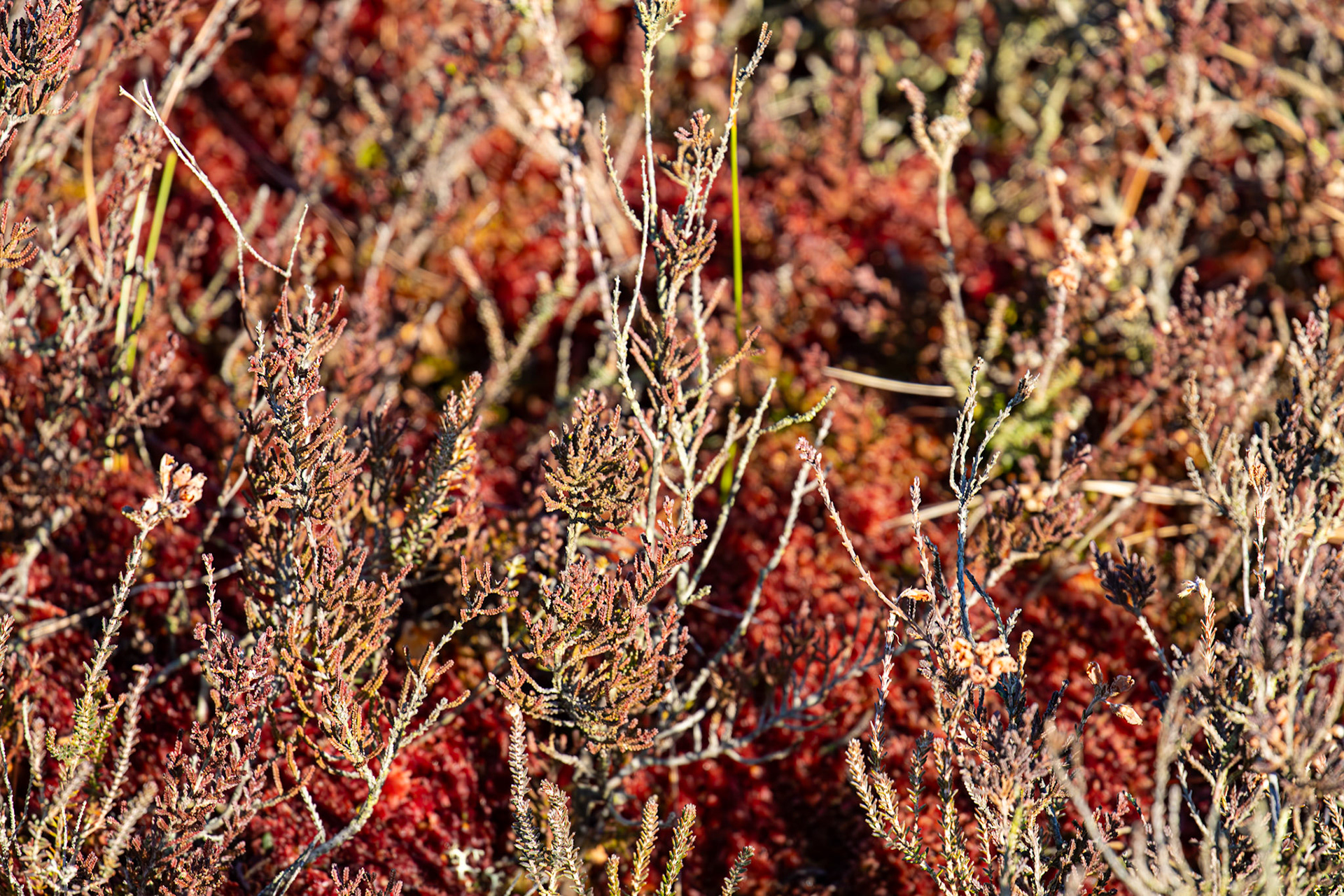 Bavelaw 30 January 2025