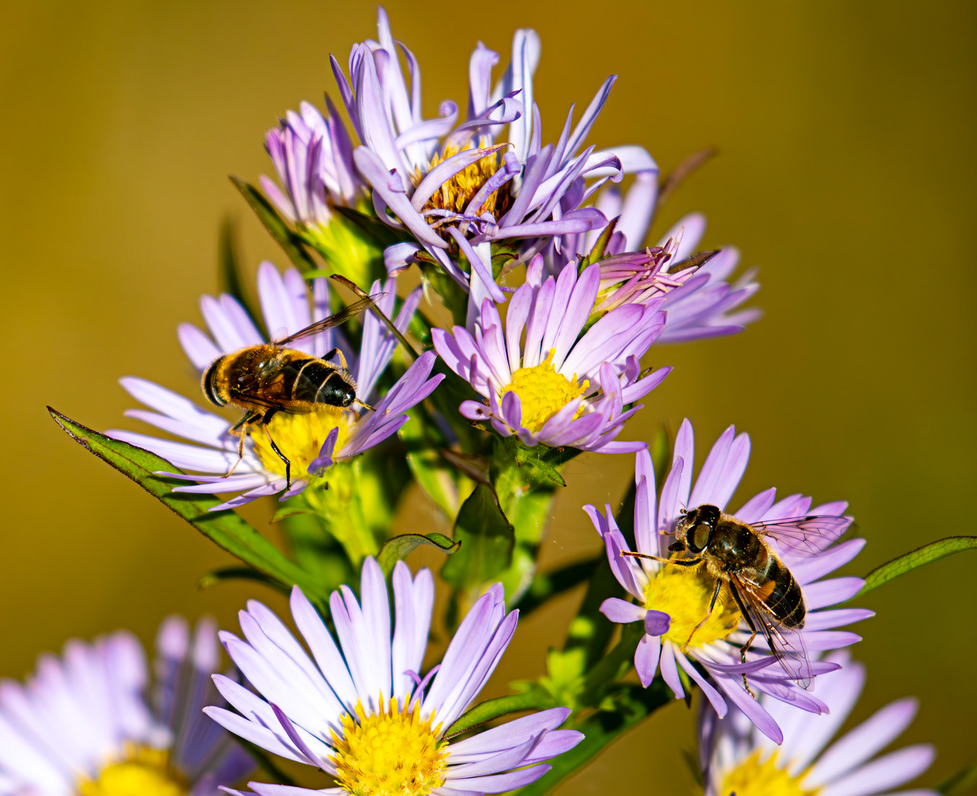 The Knock 12 Sept 2024