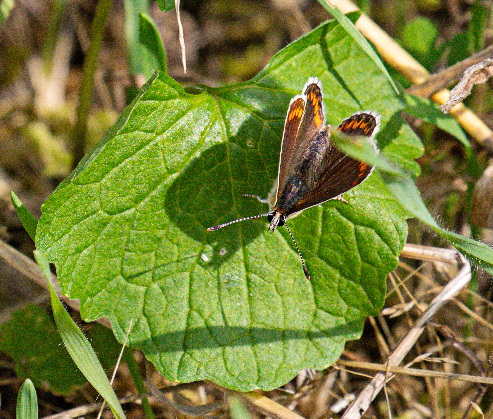 Brown Argus (Aricia agestis) Walk Thames Path MArlow to Bourne End 06 August 2025