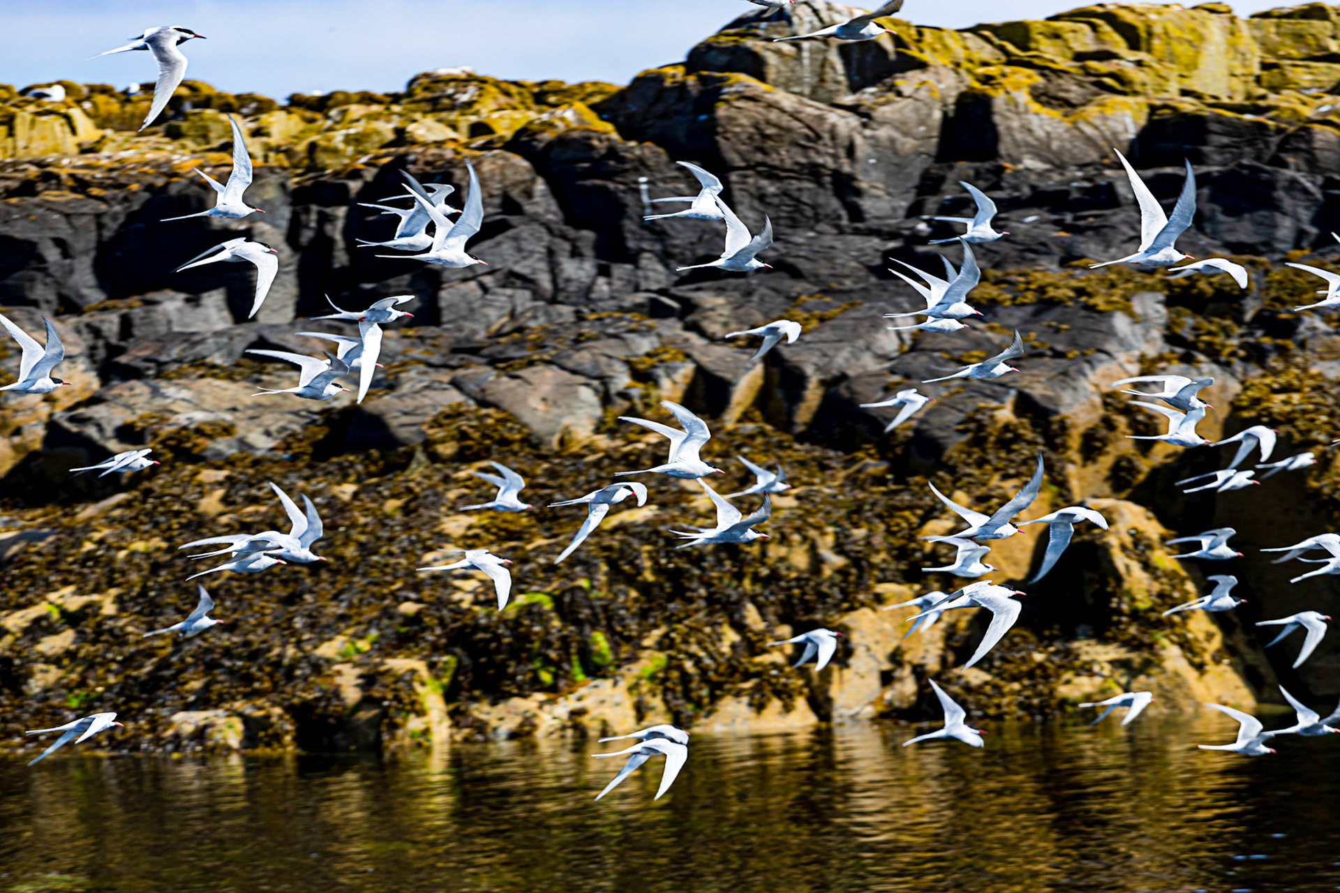 Isle of May - 04 June 2022