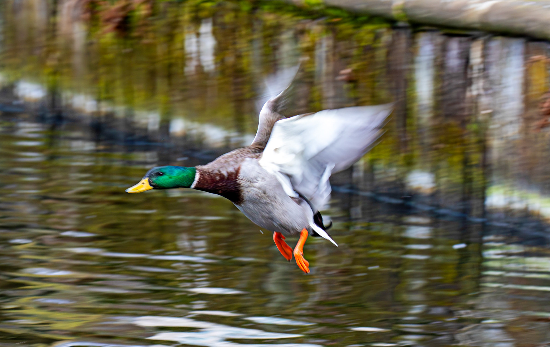Mallard at Linlithgow Loch 22 March 2025