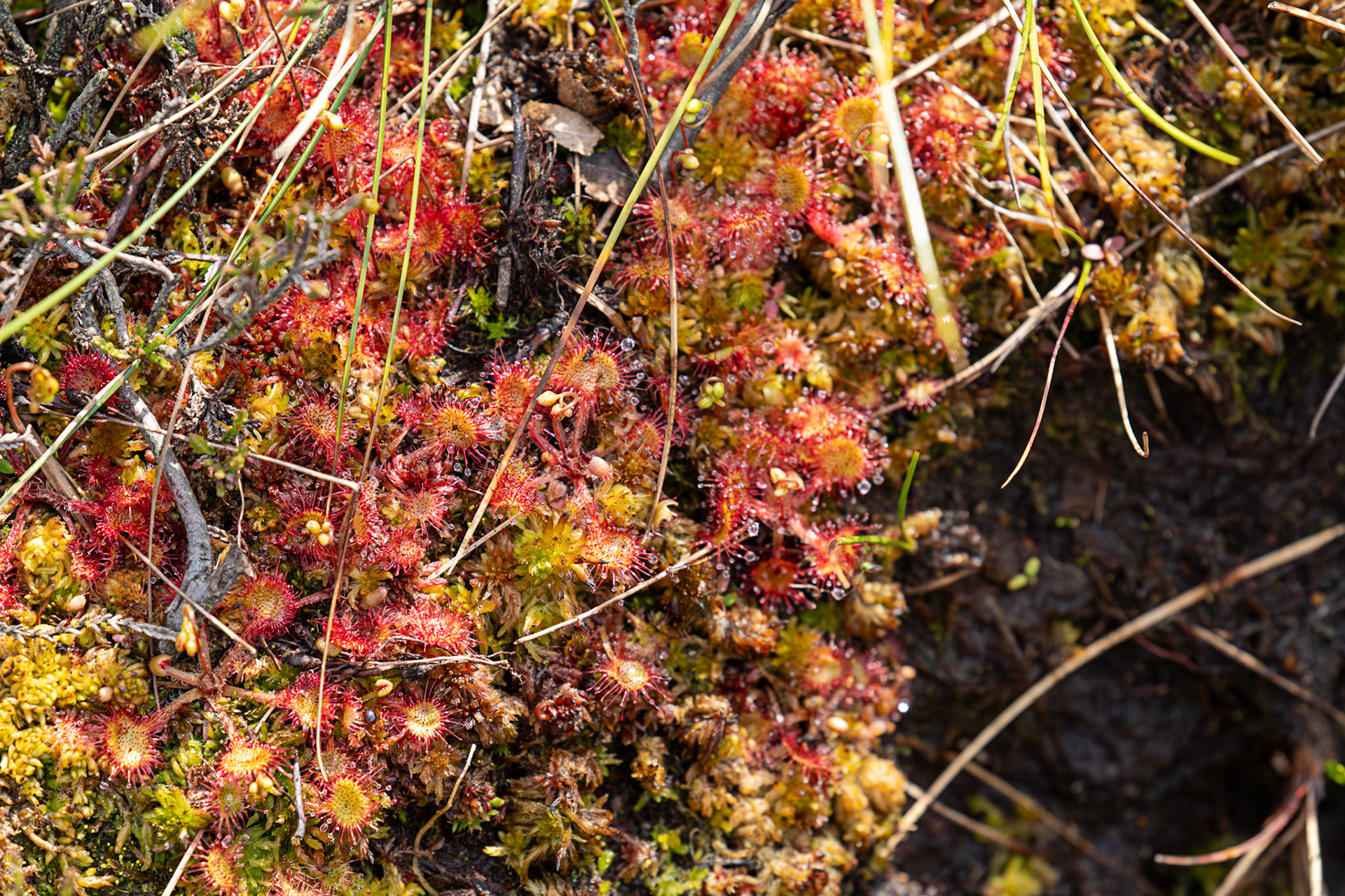 Sundew - Bavelaw 22 June 2025