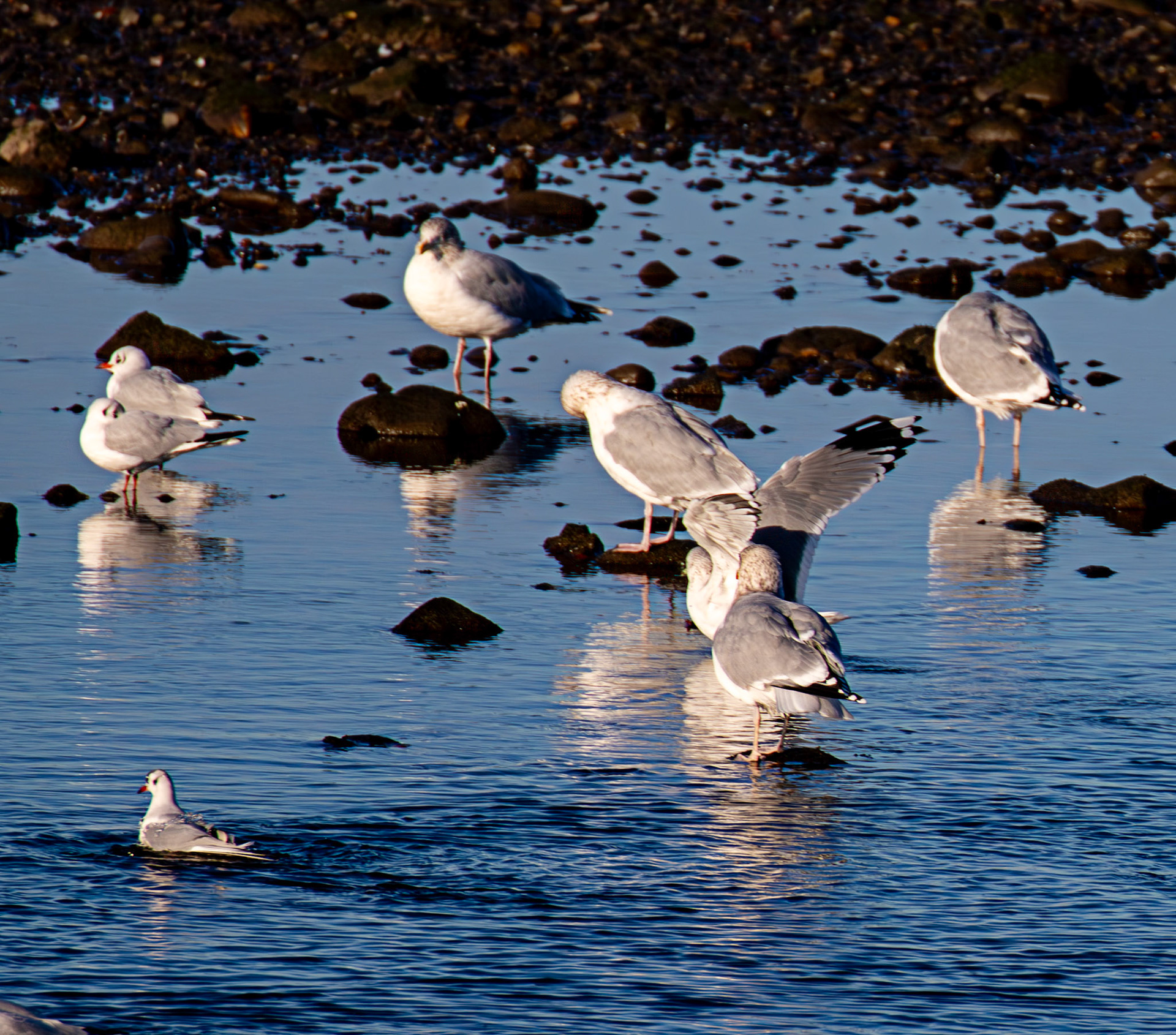 Herring Gull, Black Headed Gull, River Esk Musselburgh 18 November 2024