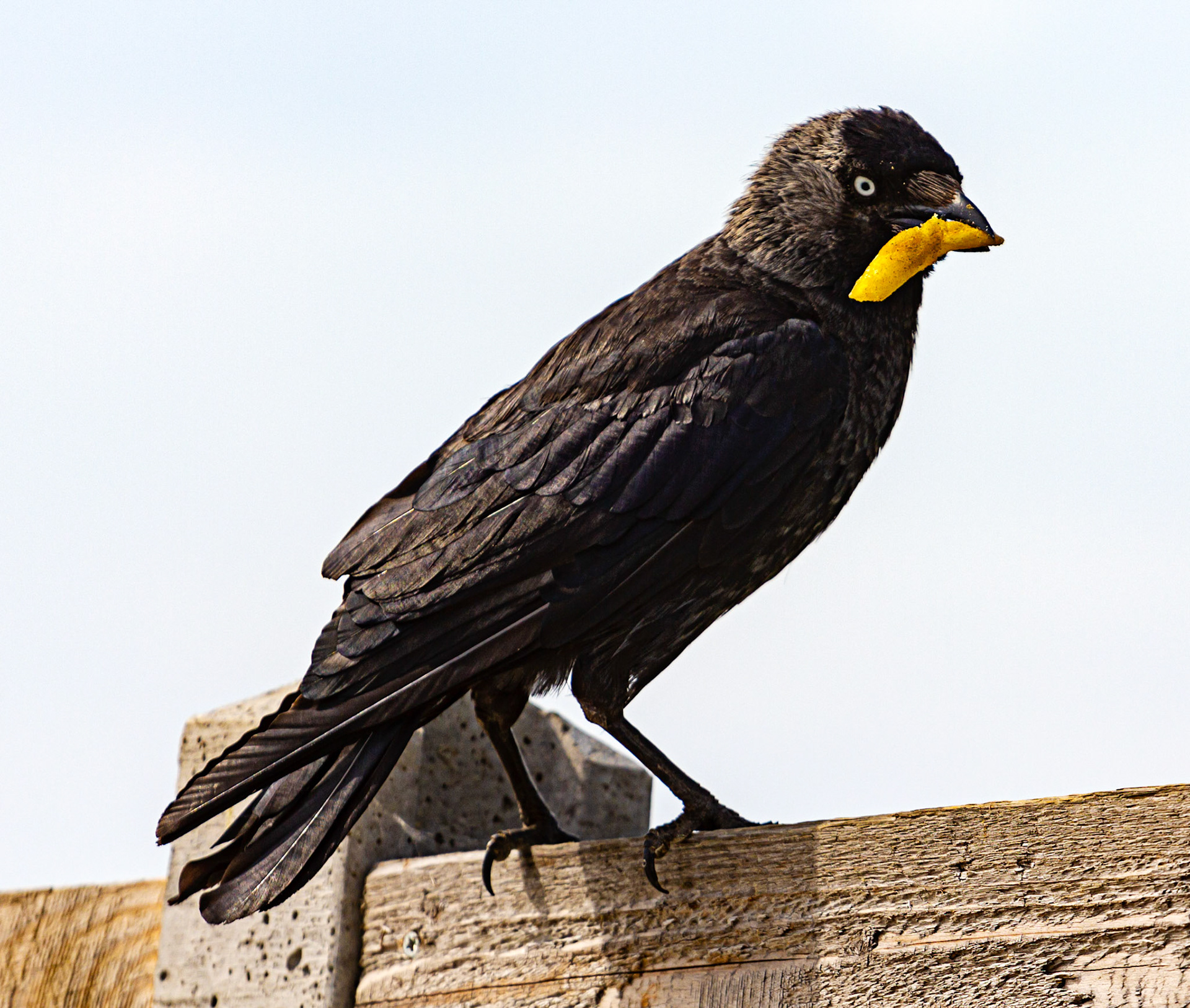 Bembridge IOW 17 July 2022