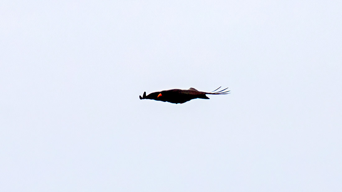 Chough: The Island of Islay 04 March 2025