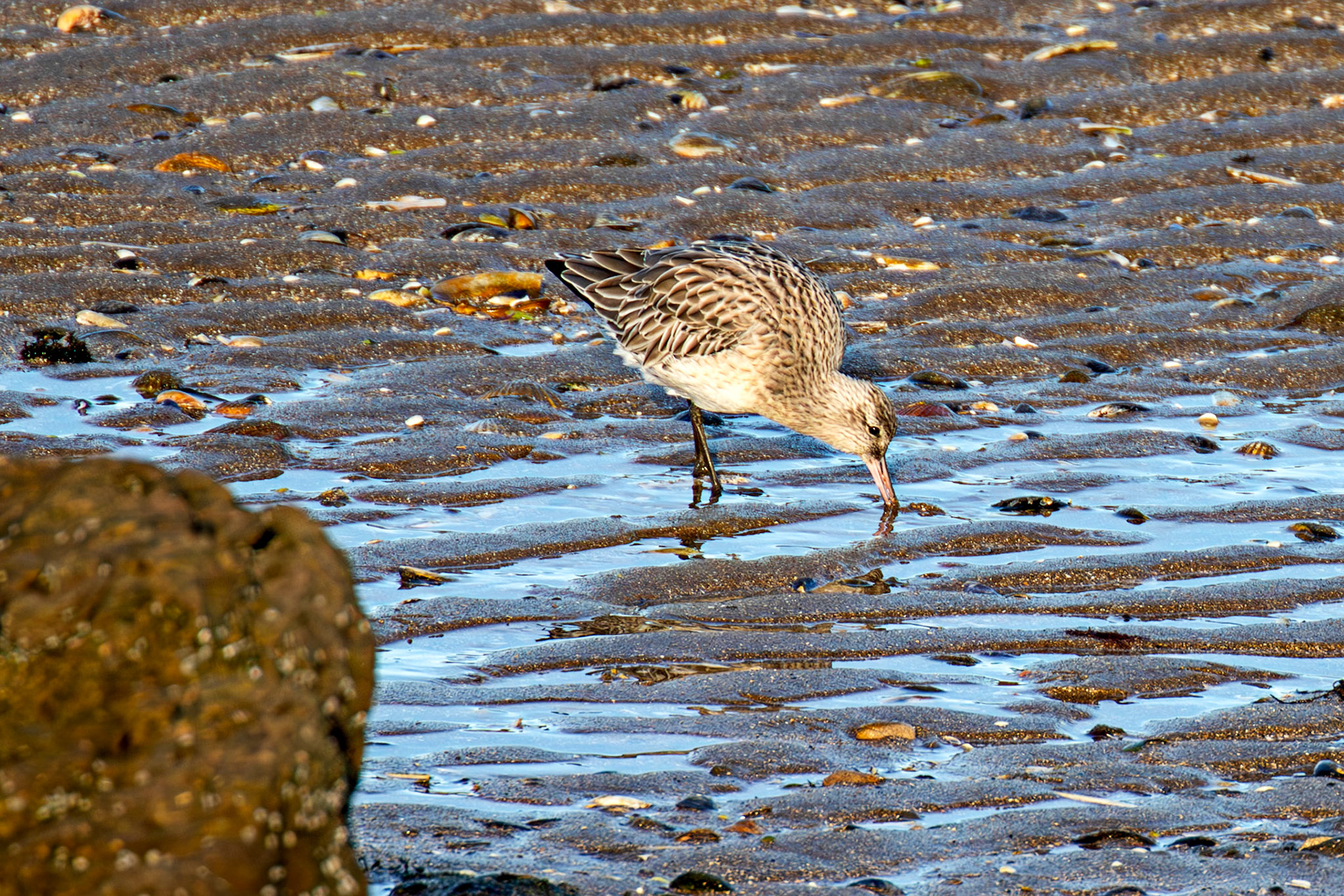 Port Seton 18 November 2024