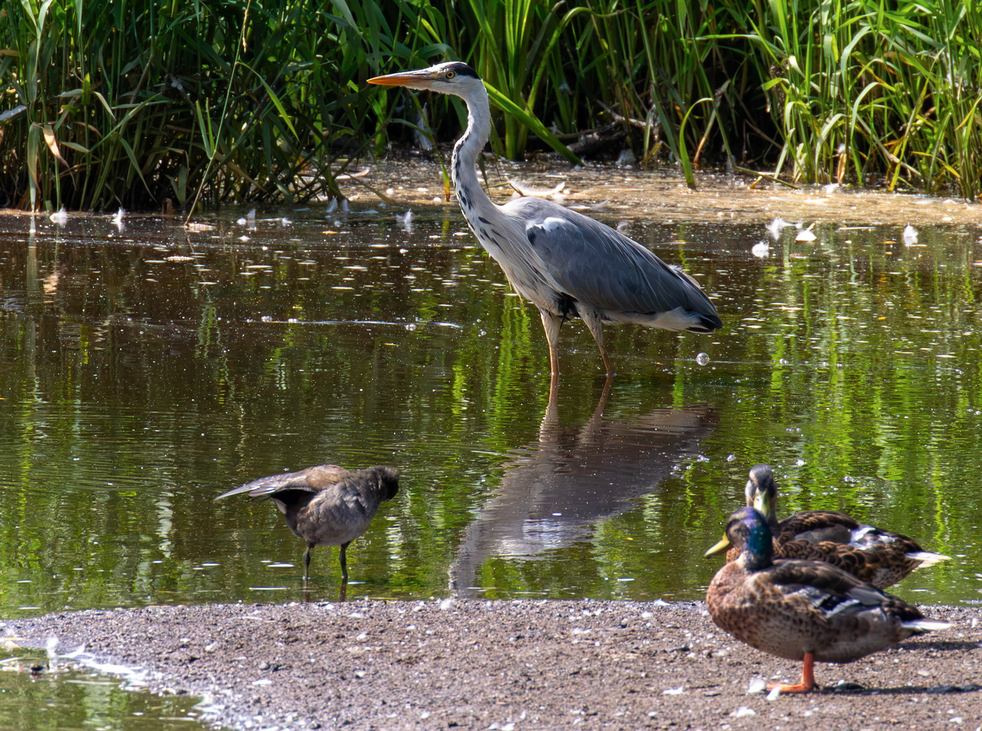 Grey Heron at Pools of Almond, Livingston 23 June 2026