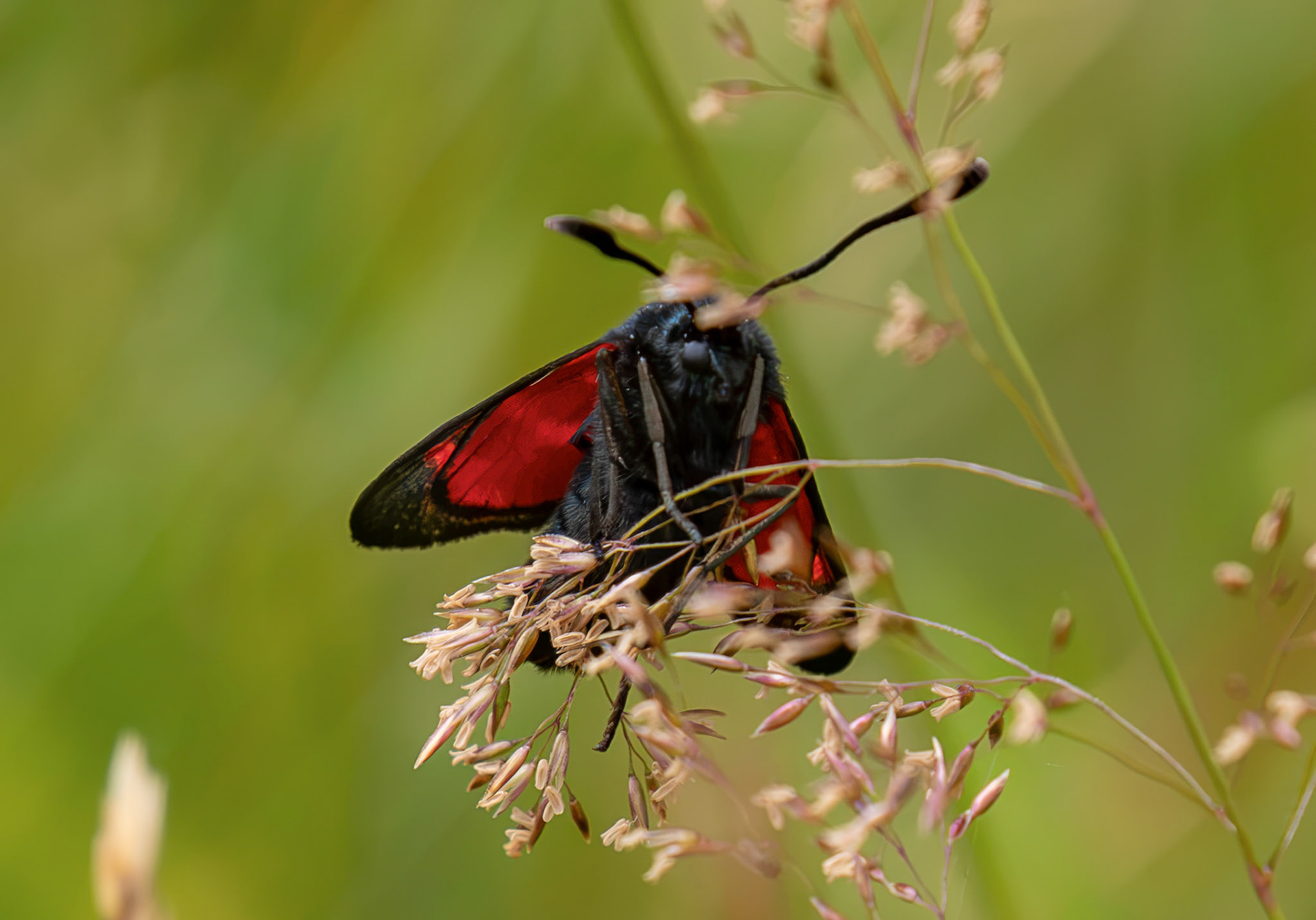 Six-spot burnet moth (Zygaena filipendulae) - Harperrig 14 July 2026