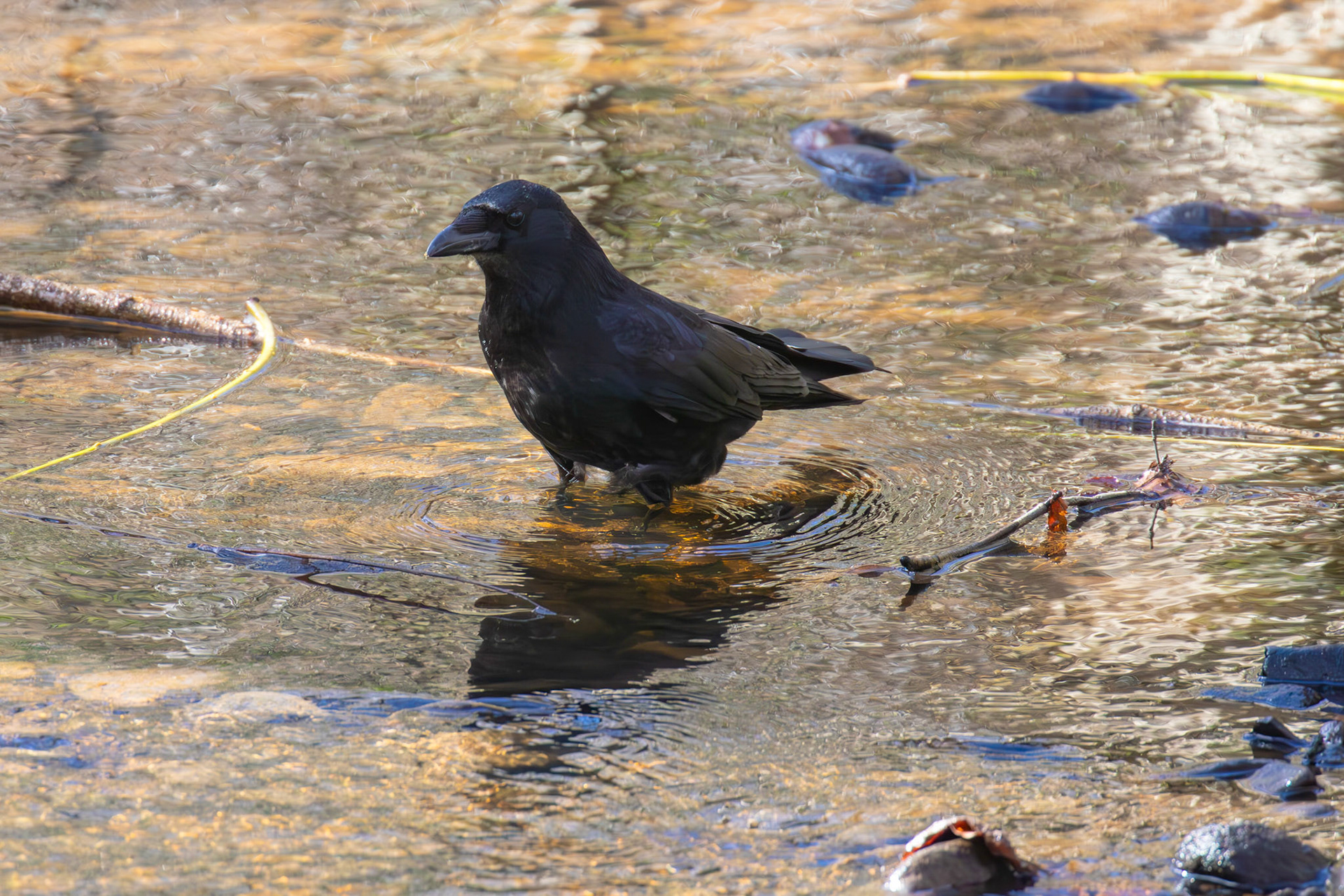 Carrion Crow from a Walk at Murieston 15 March 2025