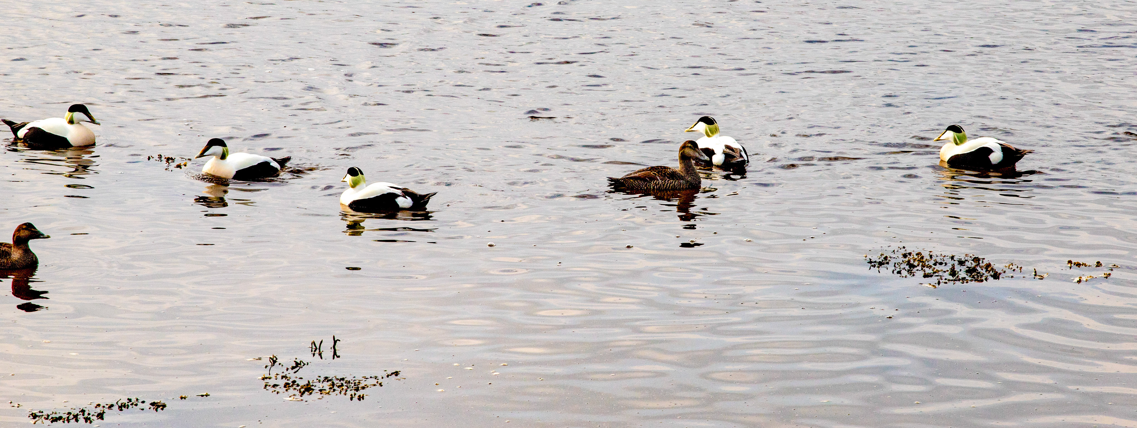 Eider Loch Fleet 04 May 2024