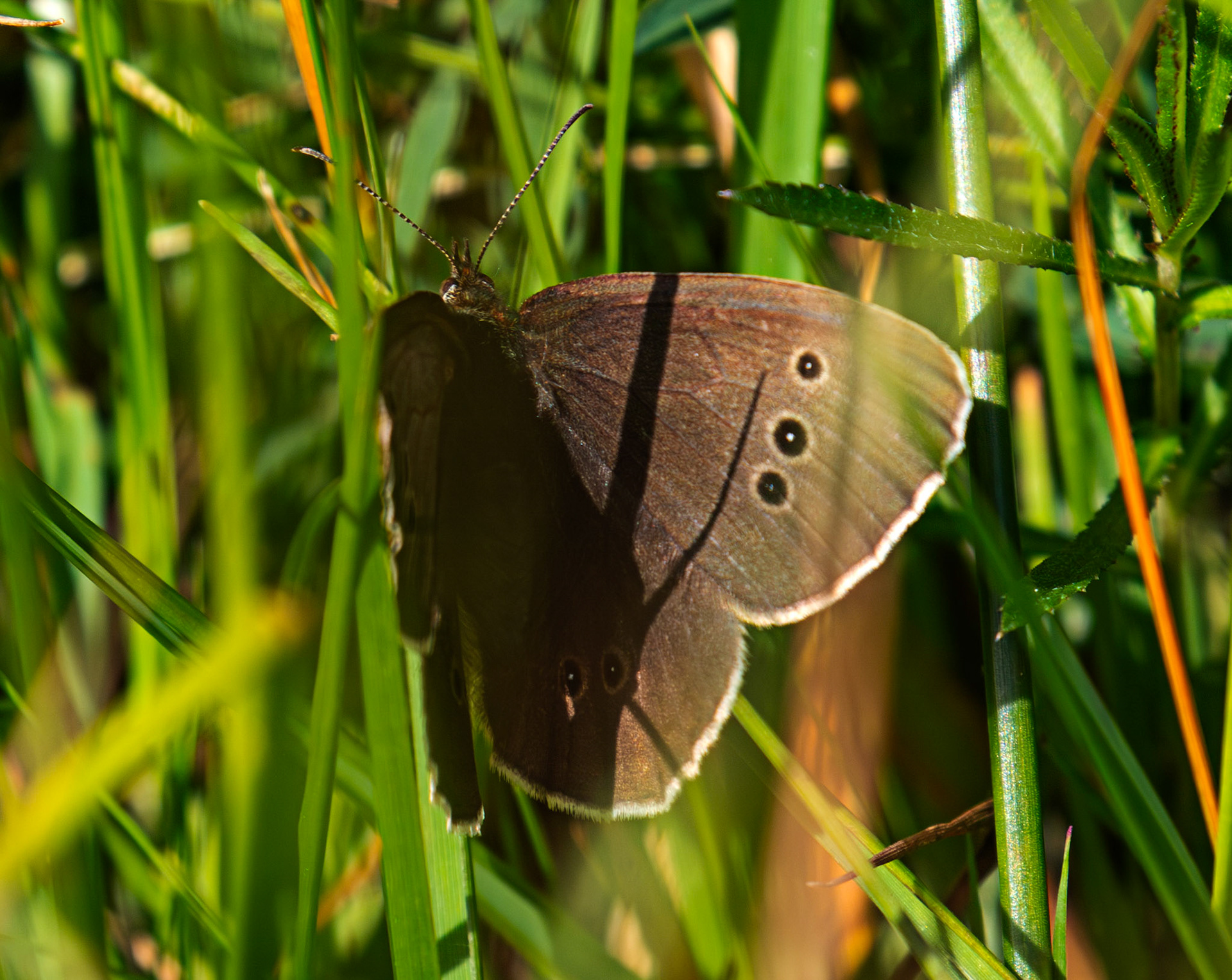 Ringlet - Harperrig 08 July 2025