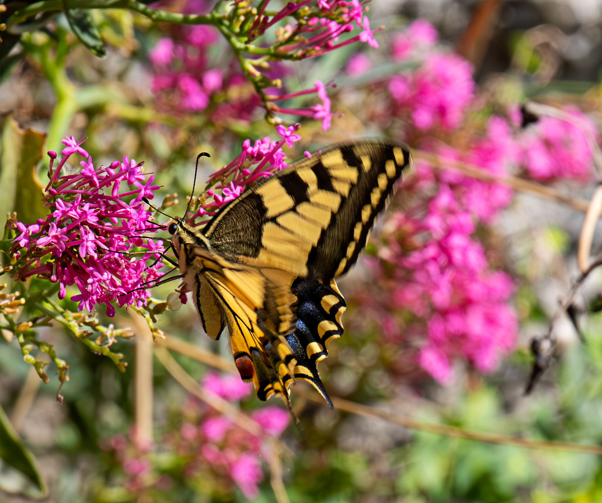 Swallowtail Butterfly - Riomaggiore 06 Sept 2025