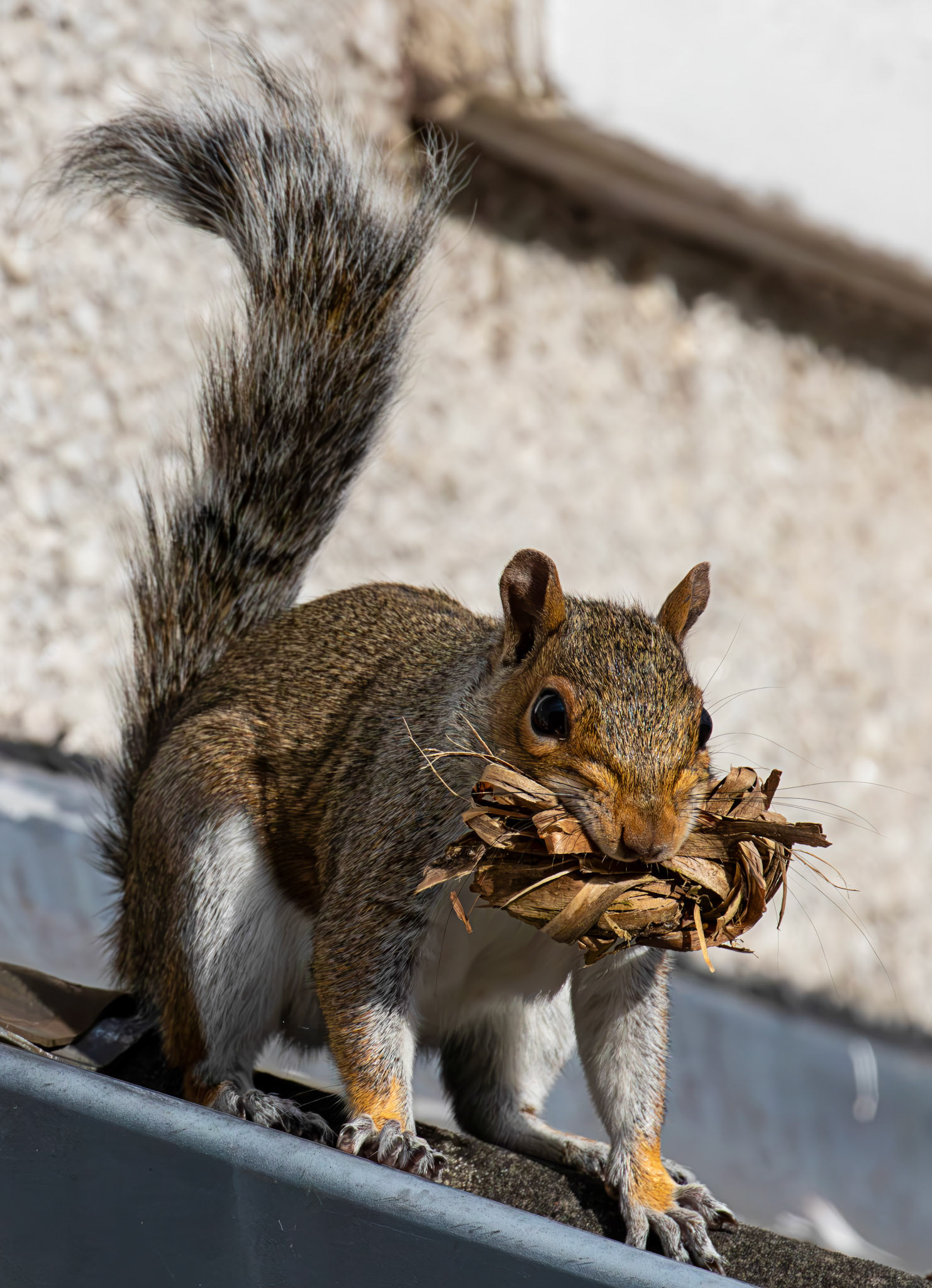 Grey Squirrel with nest materials - Deans 31 July 2026