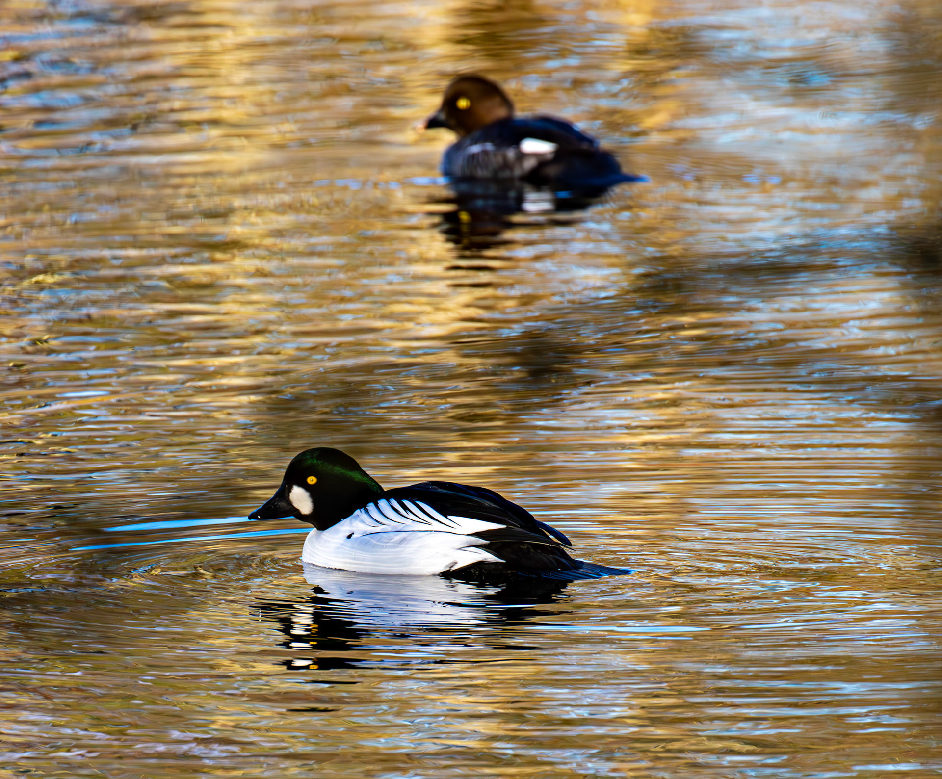 Goldeneye on Birnie &amp; Gaddon Lochs 08 January 2025
