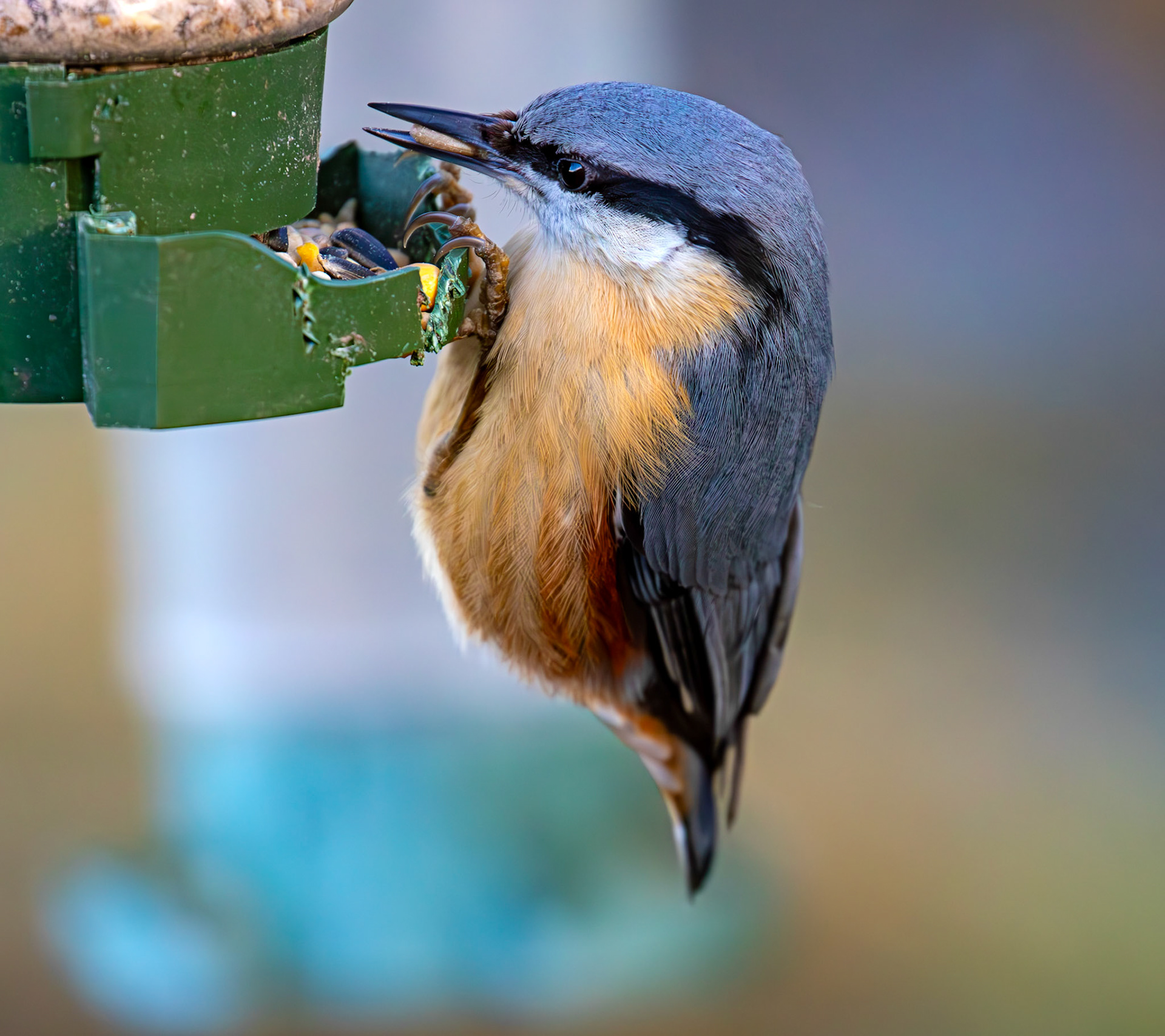 Nuthatch at Bavelaw 30 January 2025
