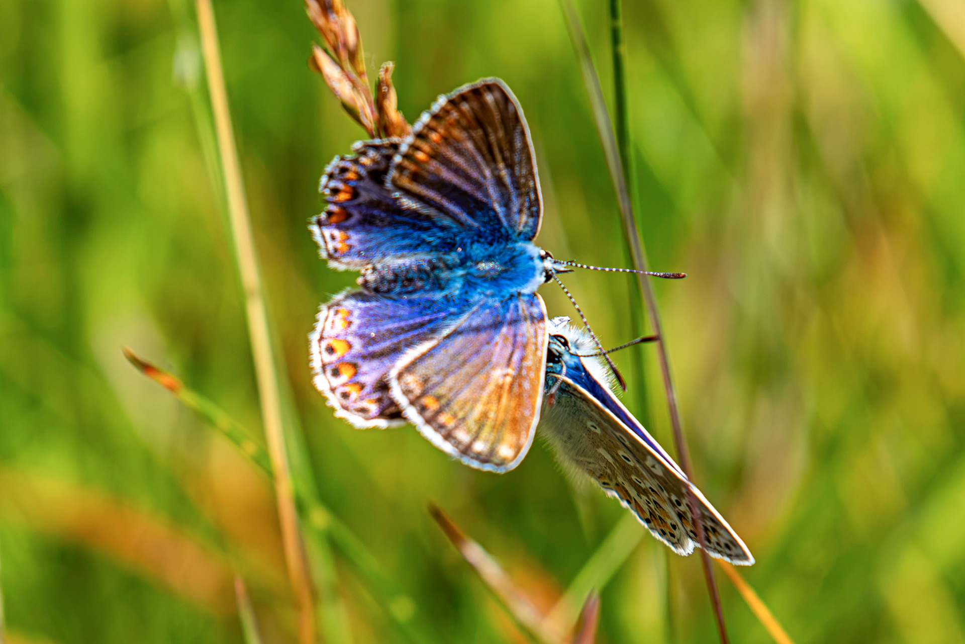 Common Blue - Harperrig Reservoir 20 July 2026