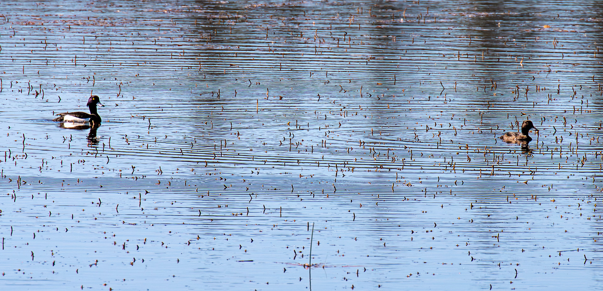 Tufted Duck at Bavelaw 21 May 2025