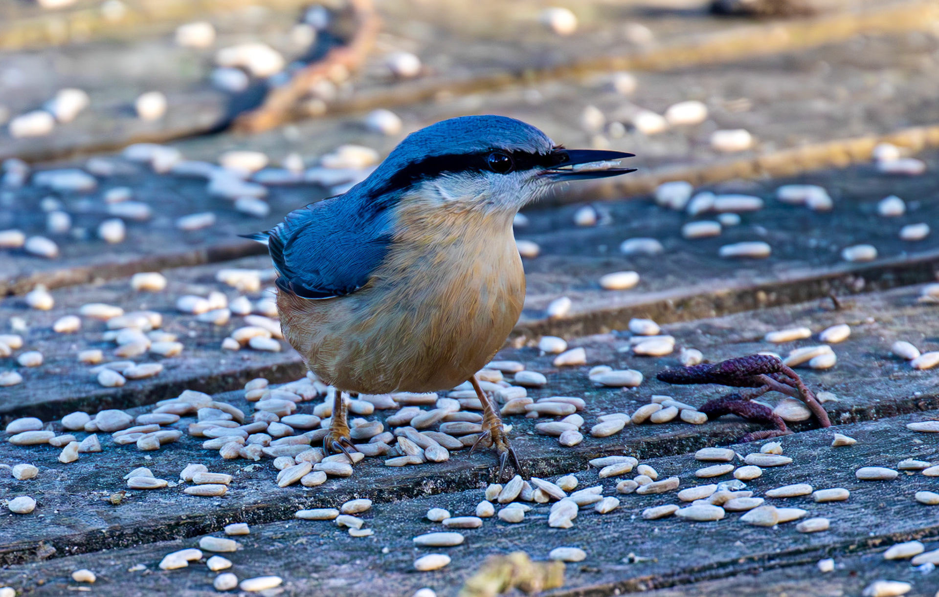 Nuthatch at Bavelaw 30 January 2025