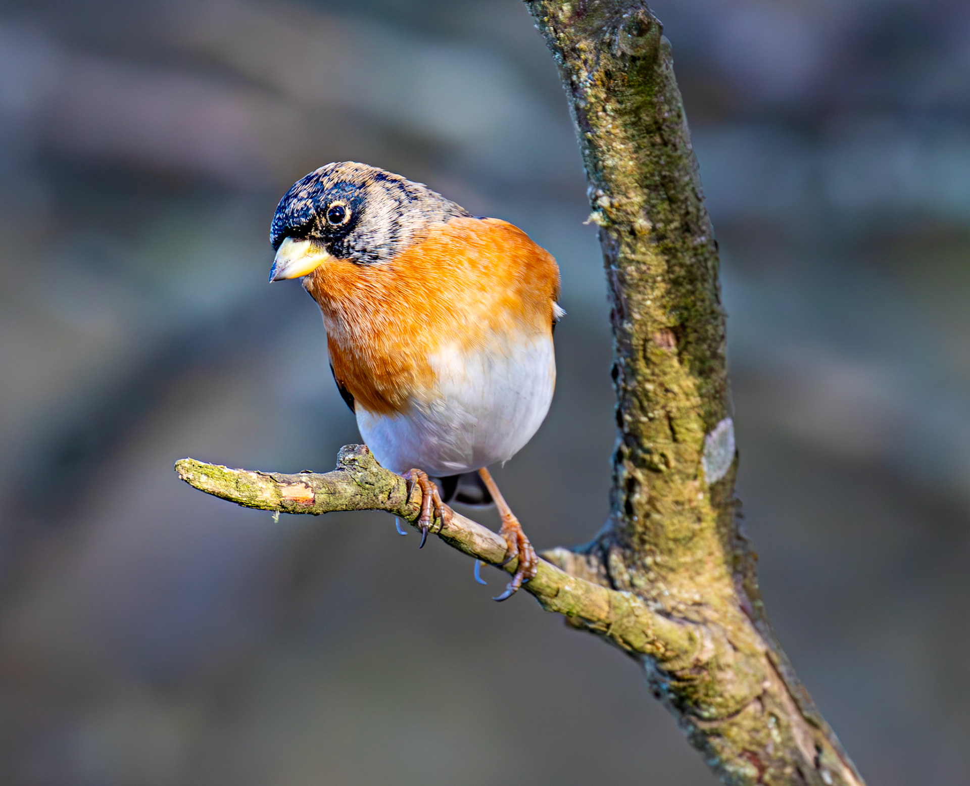 Brambling at Bavelaw 30 January 2025