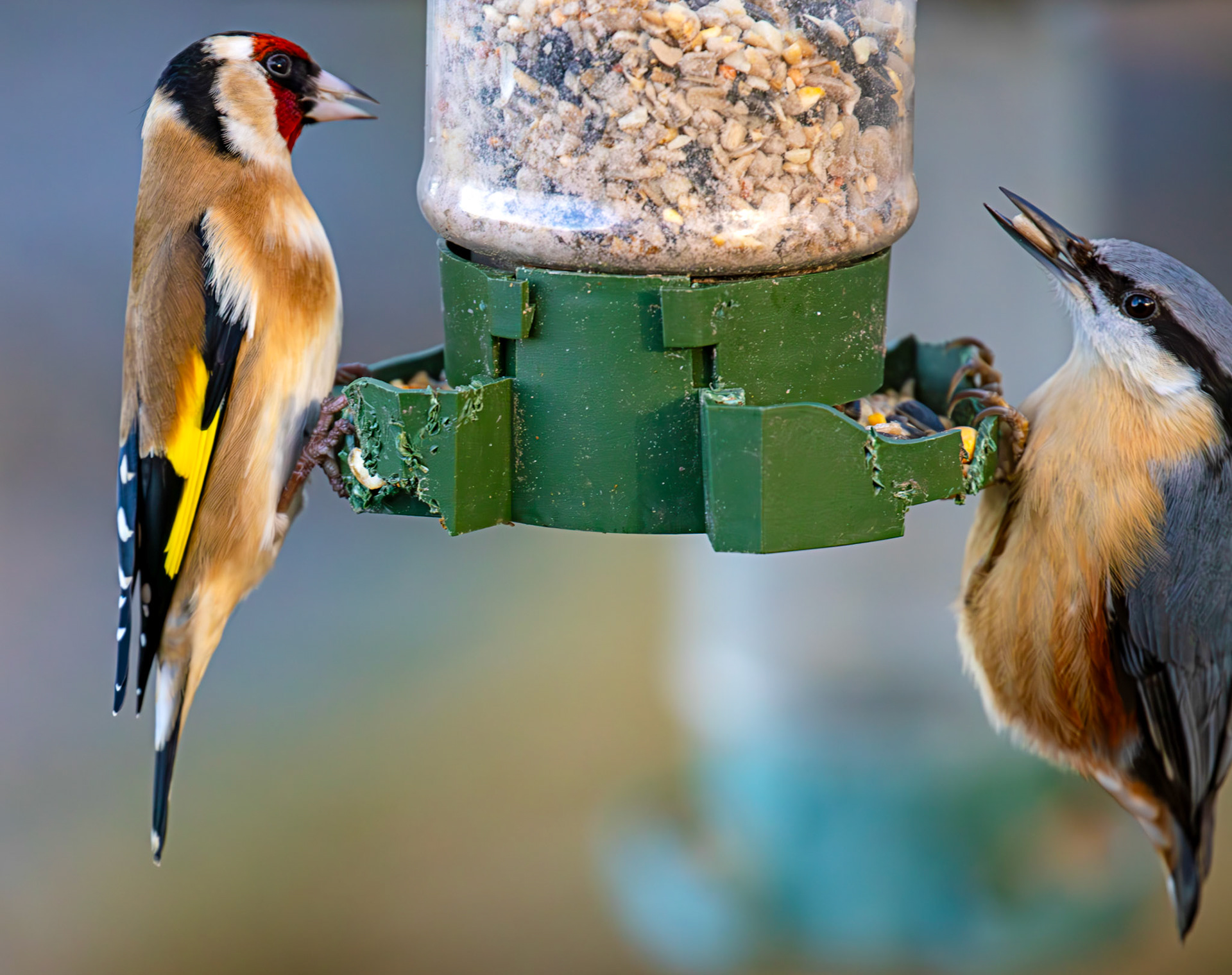 Goldfinch &amp; Nuthatch at Bavelaw 30 January 2025