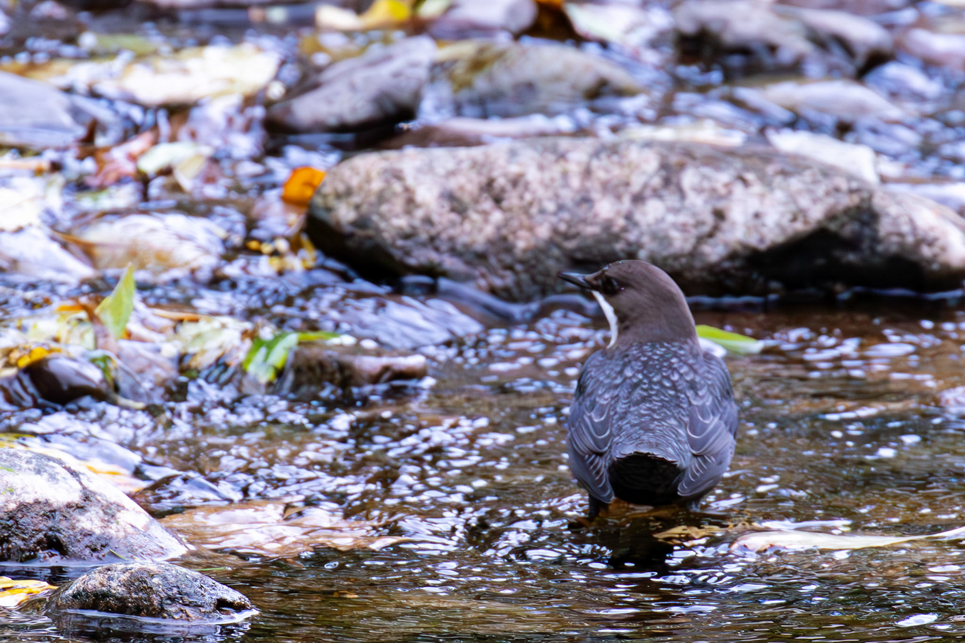 Largs 08 October 2024