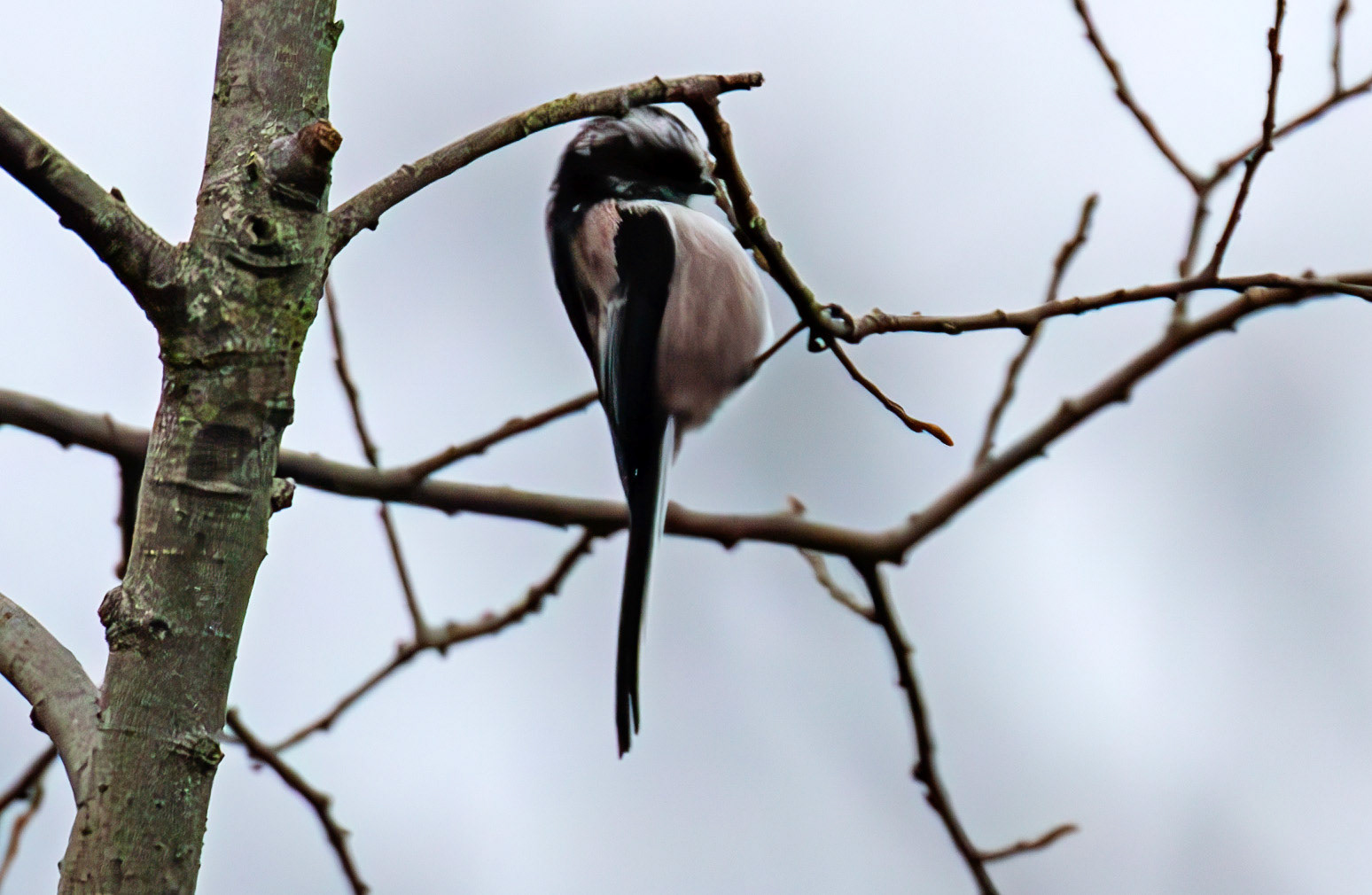 Long Tailed Tit at Selm Muir 03 December 2024