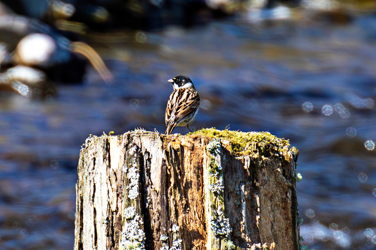 Reed Bunting by the Leithen Water, Moorfoot Hills