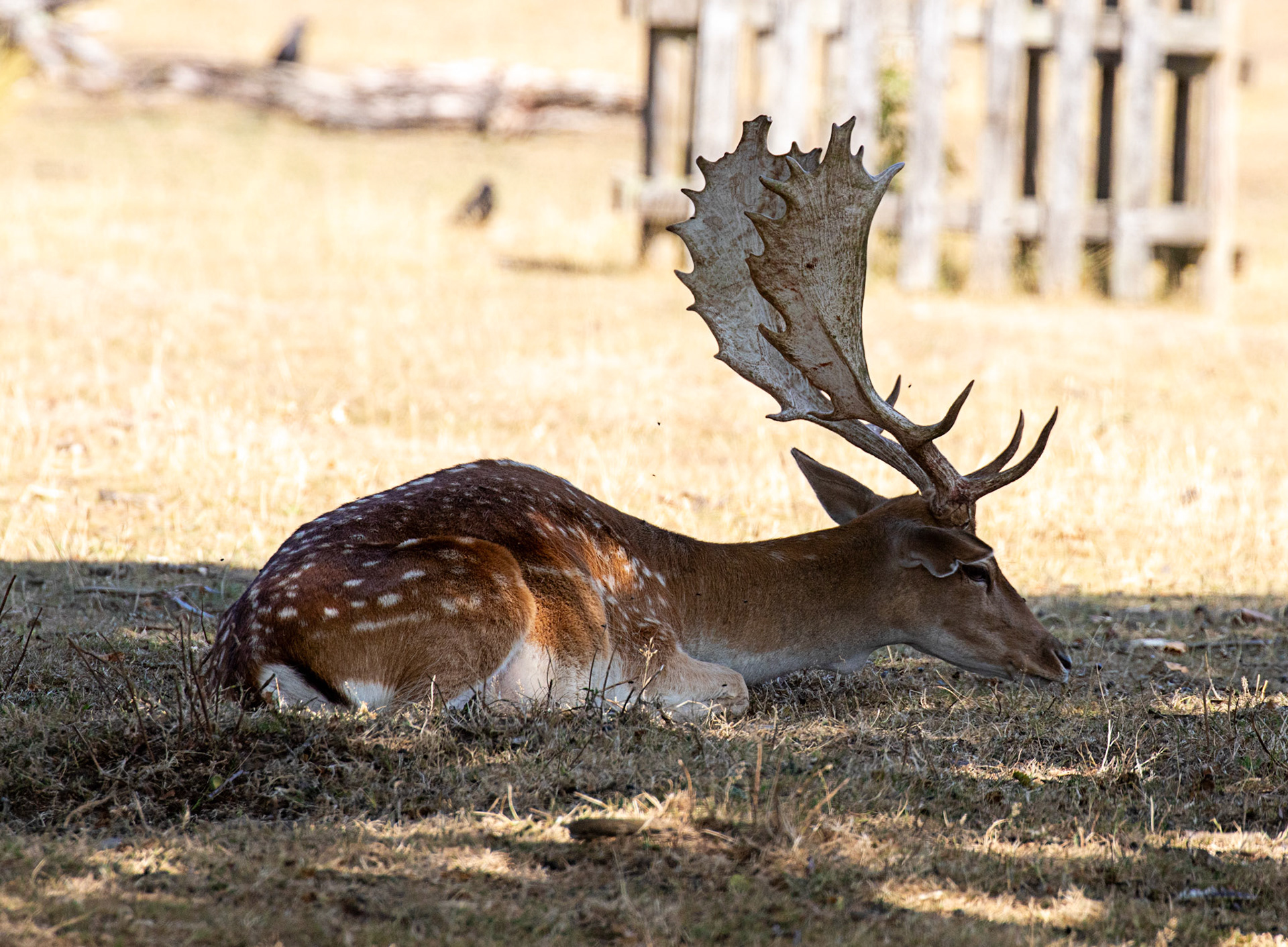 Fallow Deer - Knowle Park, Kent 23 Aug 2025