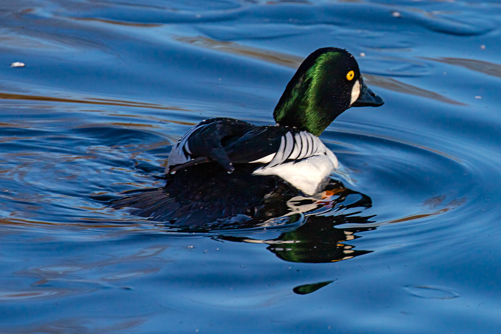 Goldeneye at Hogganfield Loch 10 January 2025