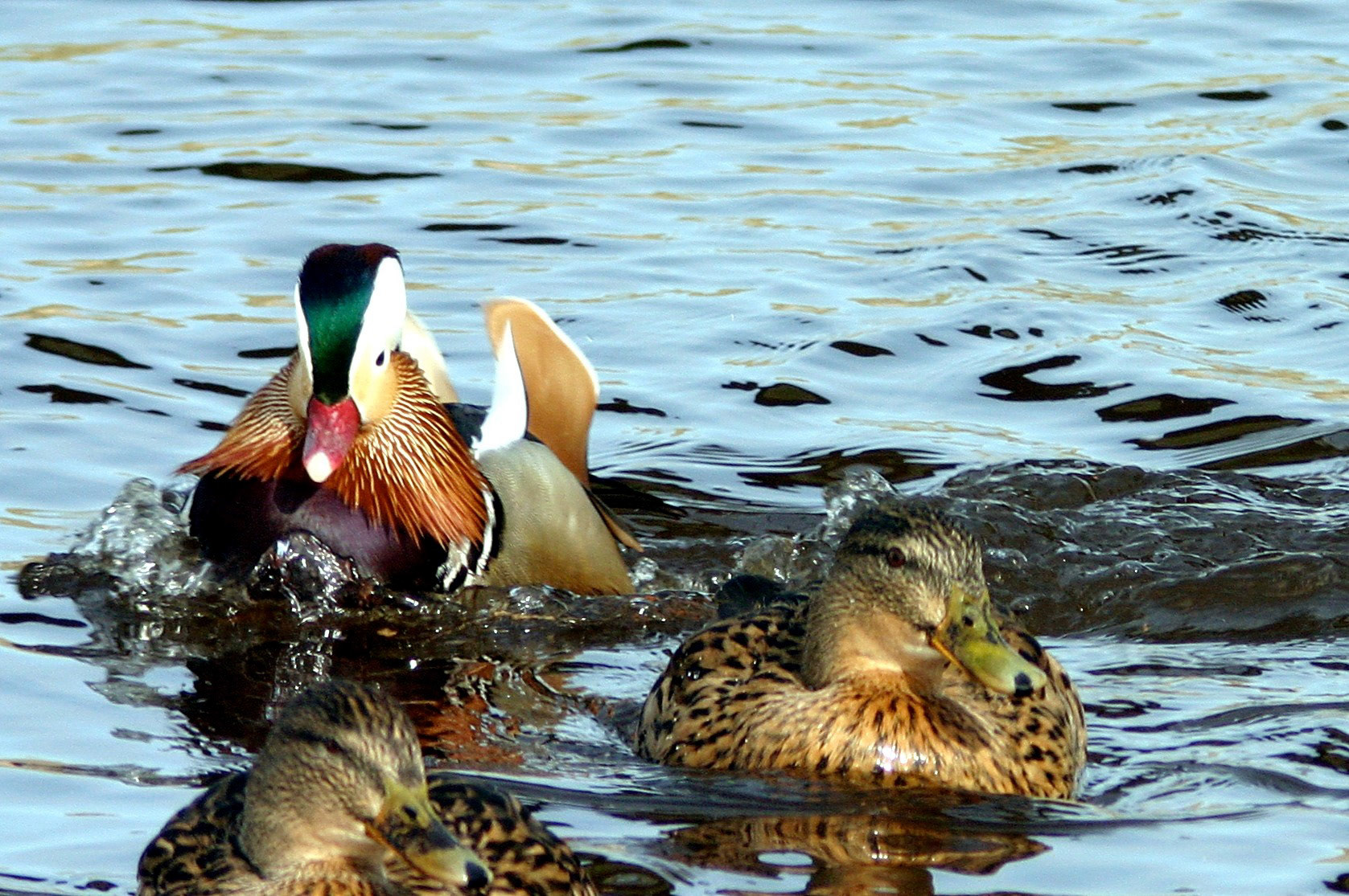 PeterheadPlease see my other Photographs at: http://www.jamespdeans.co.uk/