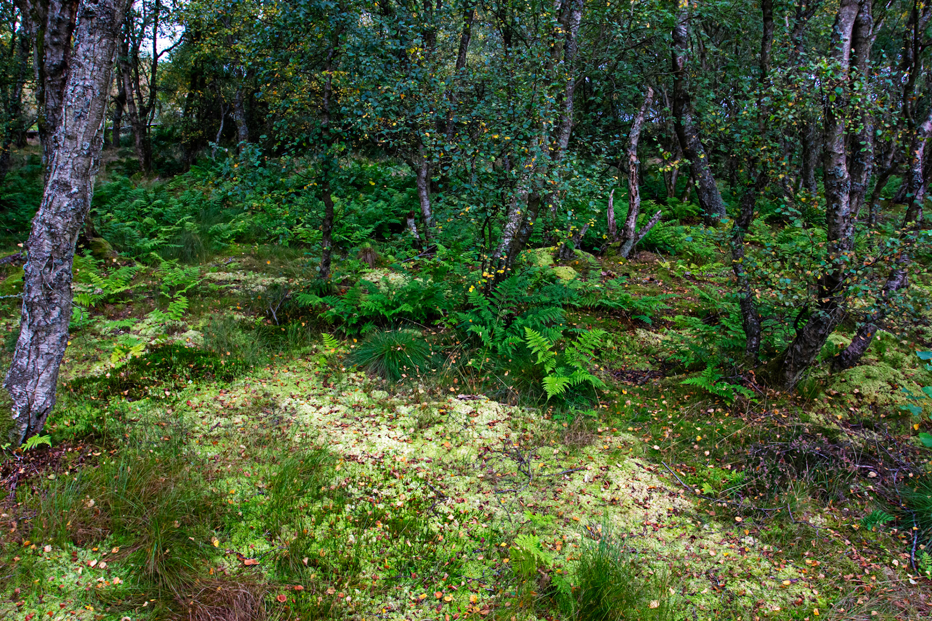 Bavelaw 24 Sept 2025